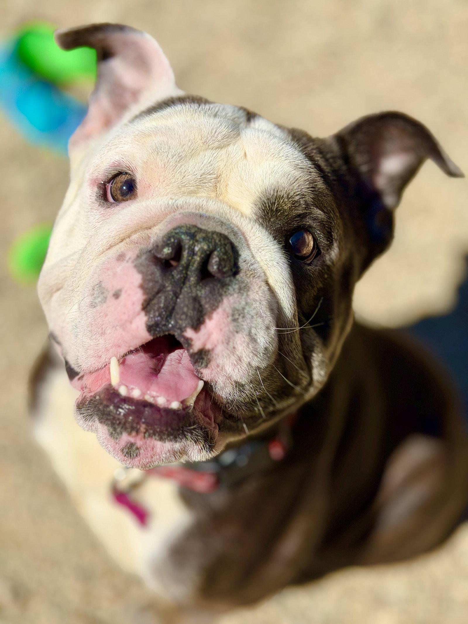 Enlarge Spike, a Adopted American Bulldog in West Cornwall, CT image 3/3
