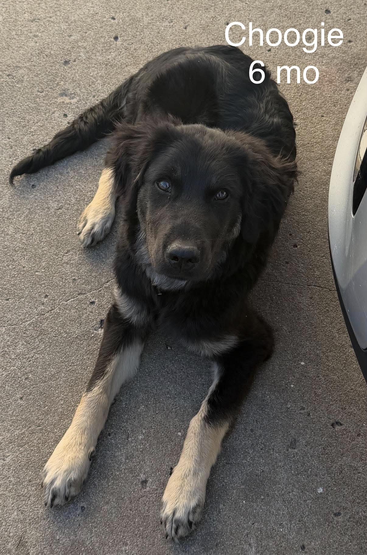Choogie, Adoptable, Young Male Australian Shepherd.