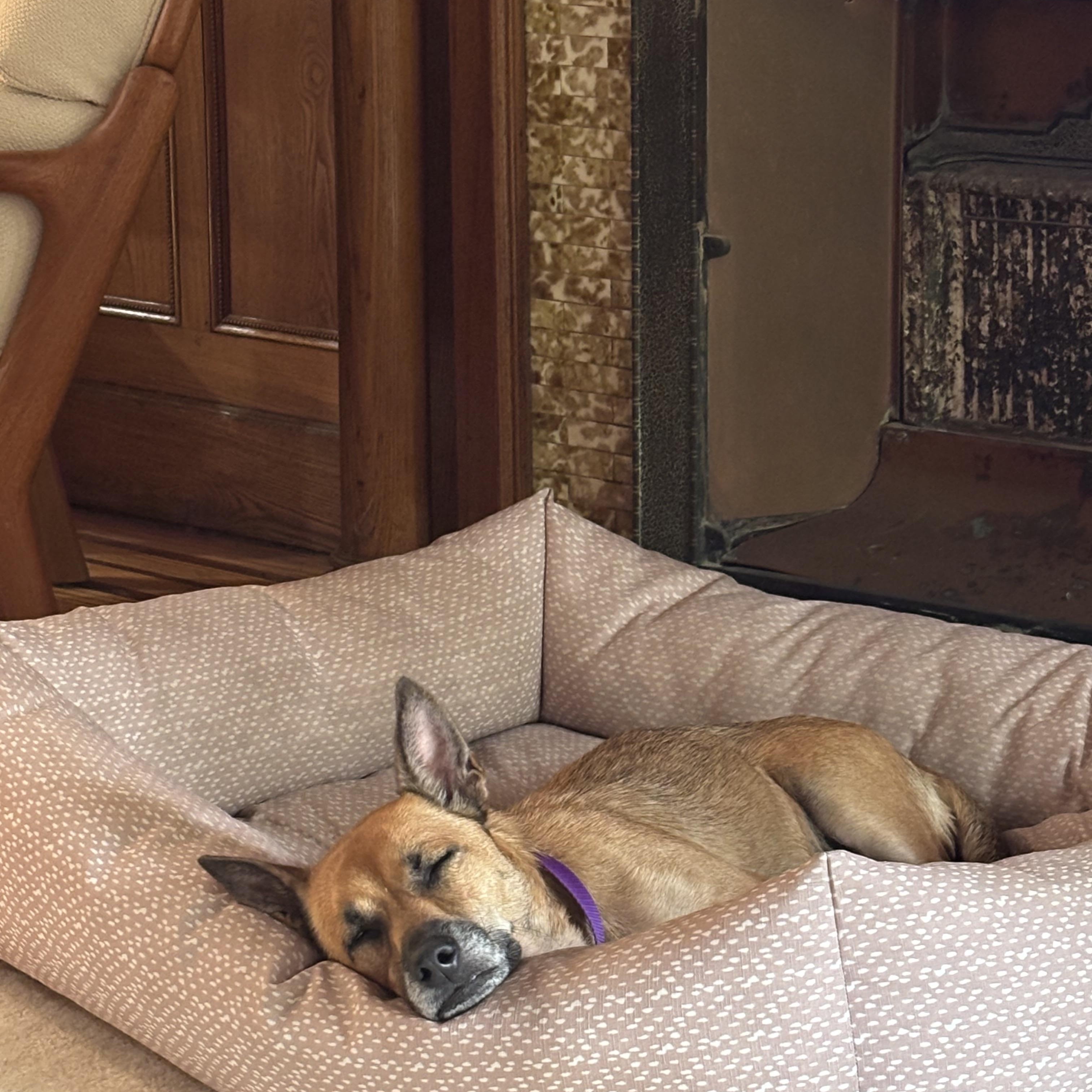 Enlarge Becca, an adopted mixed breed in Brooklyn, NY image 5/6