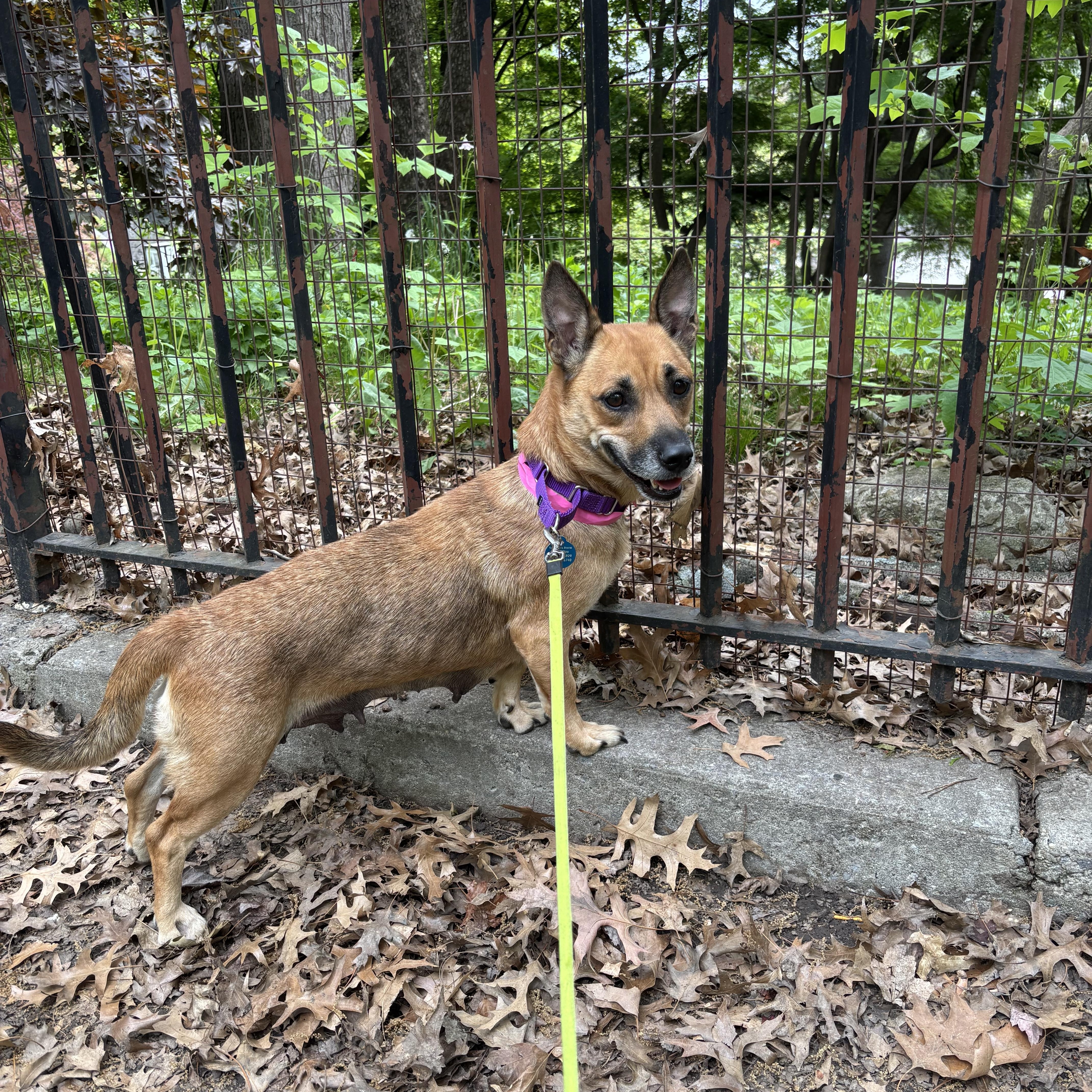 Enlarge Becca, an adopted mixed breed in Brooklyn, NY image 3/6