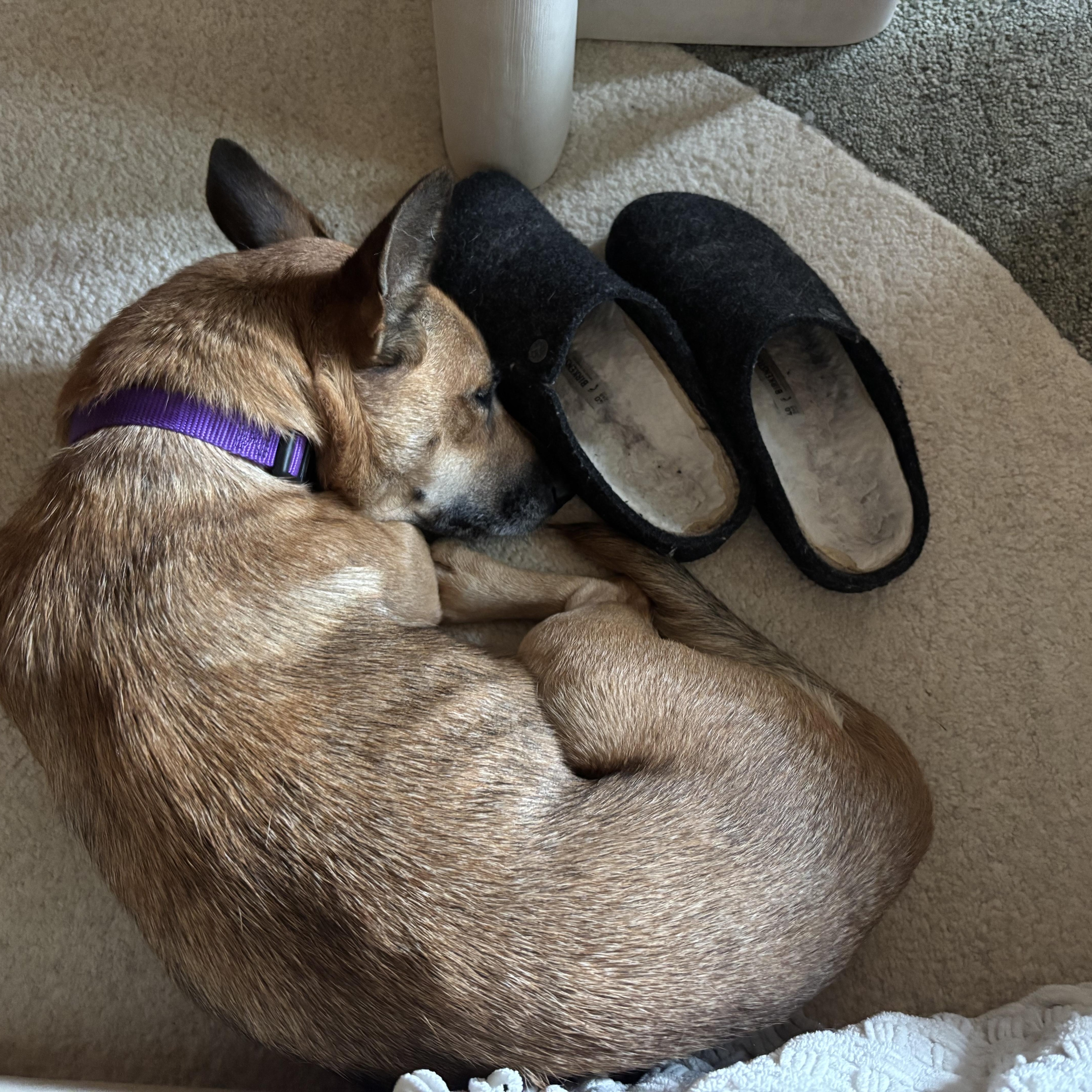 Enlarge Becca, an adopted mixed breed in Brooklyn, NY image 2/6