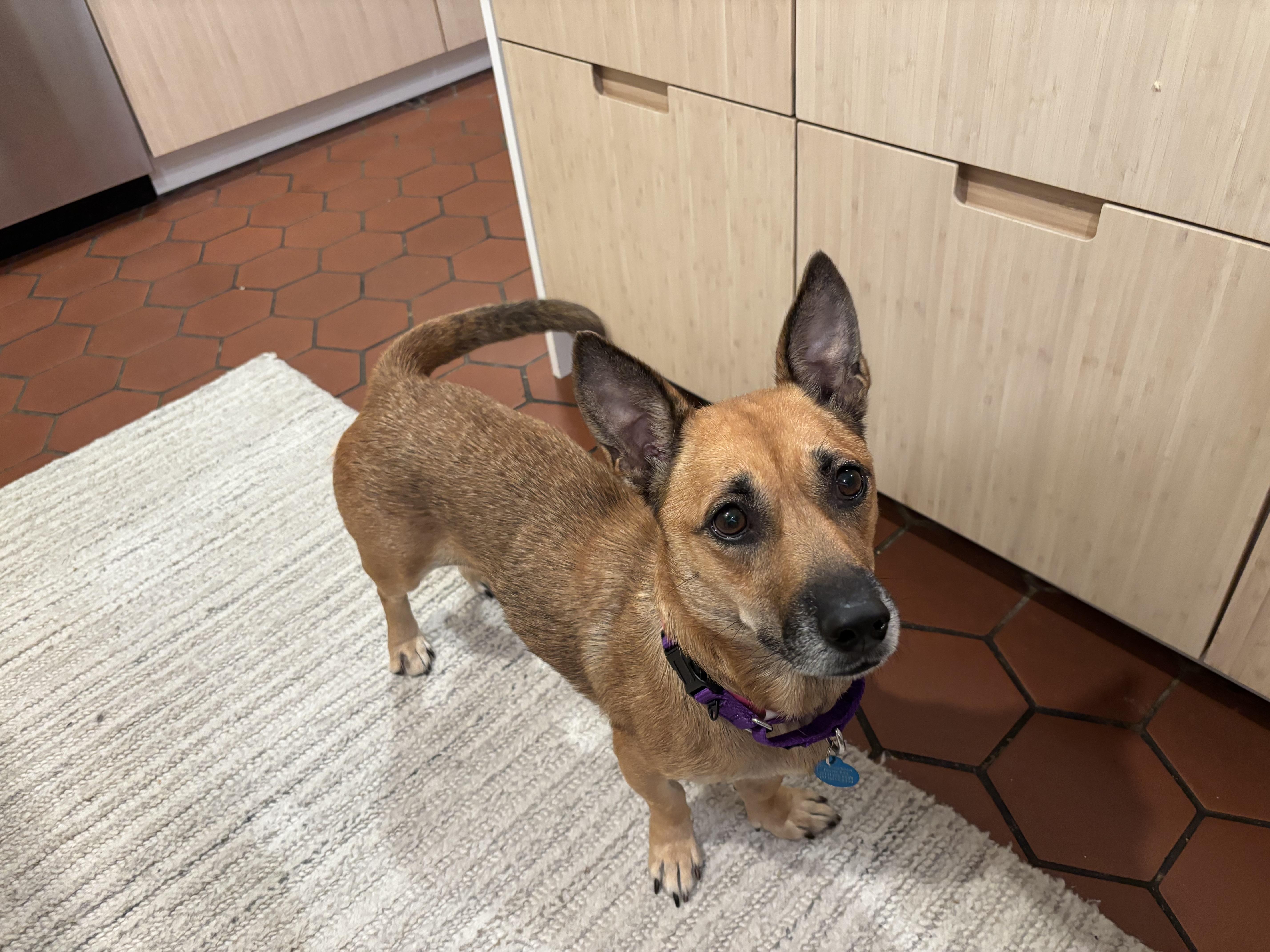 Becca, adopted, Young Female Chiweenie & Corgi.