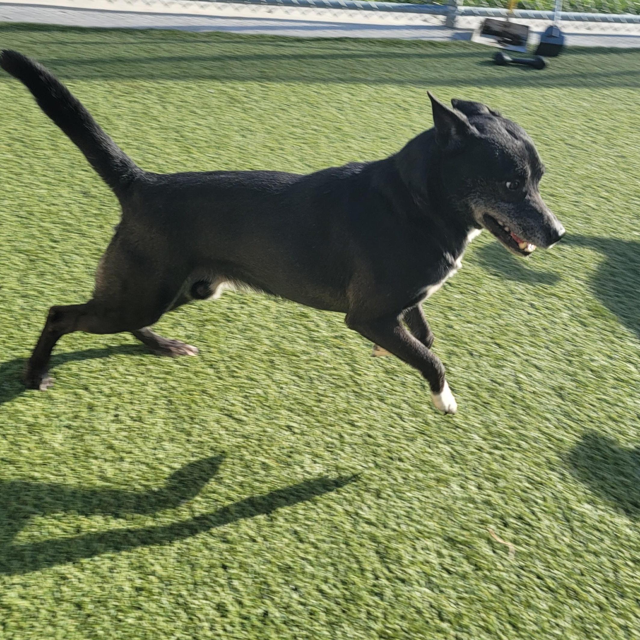 Brian, a Adoptable mixed breed in Liberty, MO image 1/6