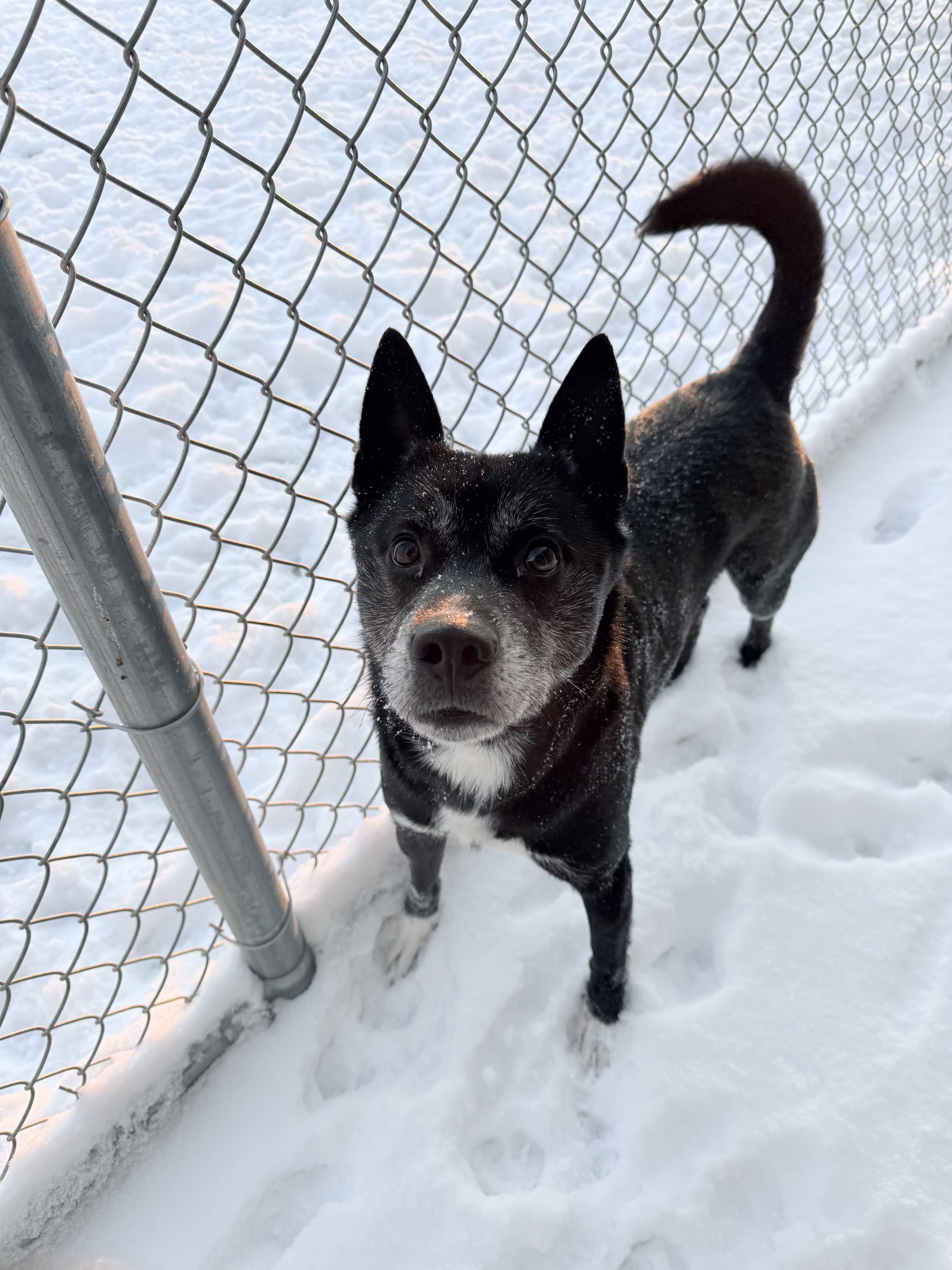 Brian, a Adoptable mixed breed in Liberty, MO image 2/6