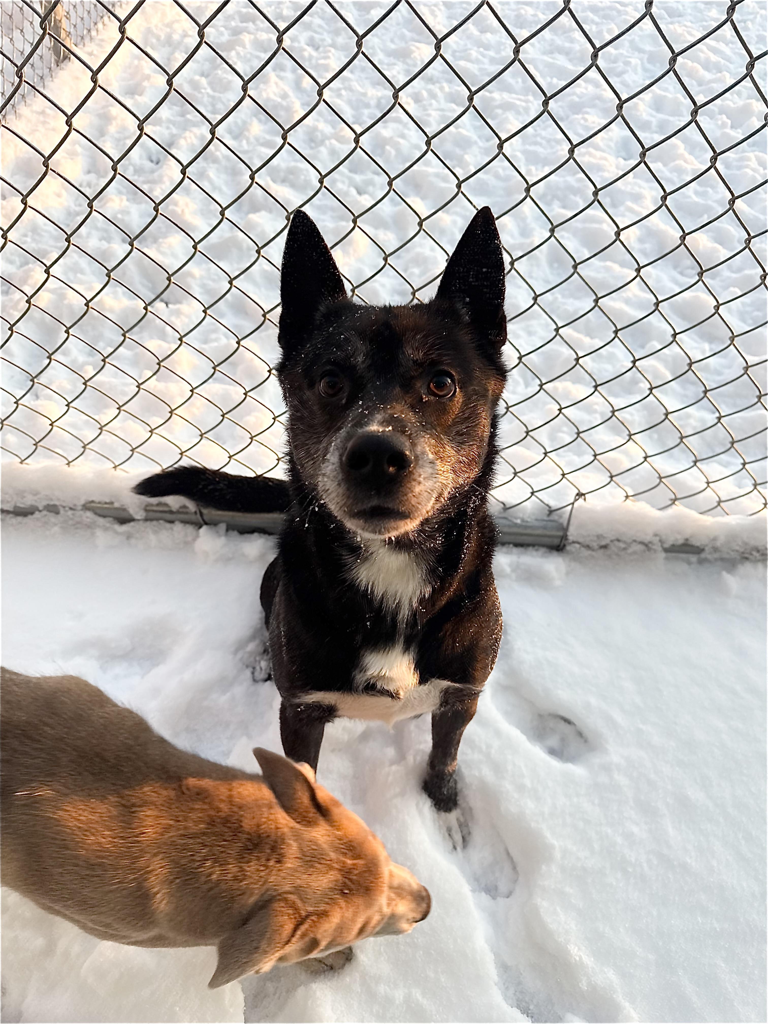 Brian, Adoptable, Adult Male Australian Cattle Dog / Blue Heeler & Husky.