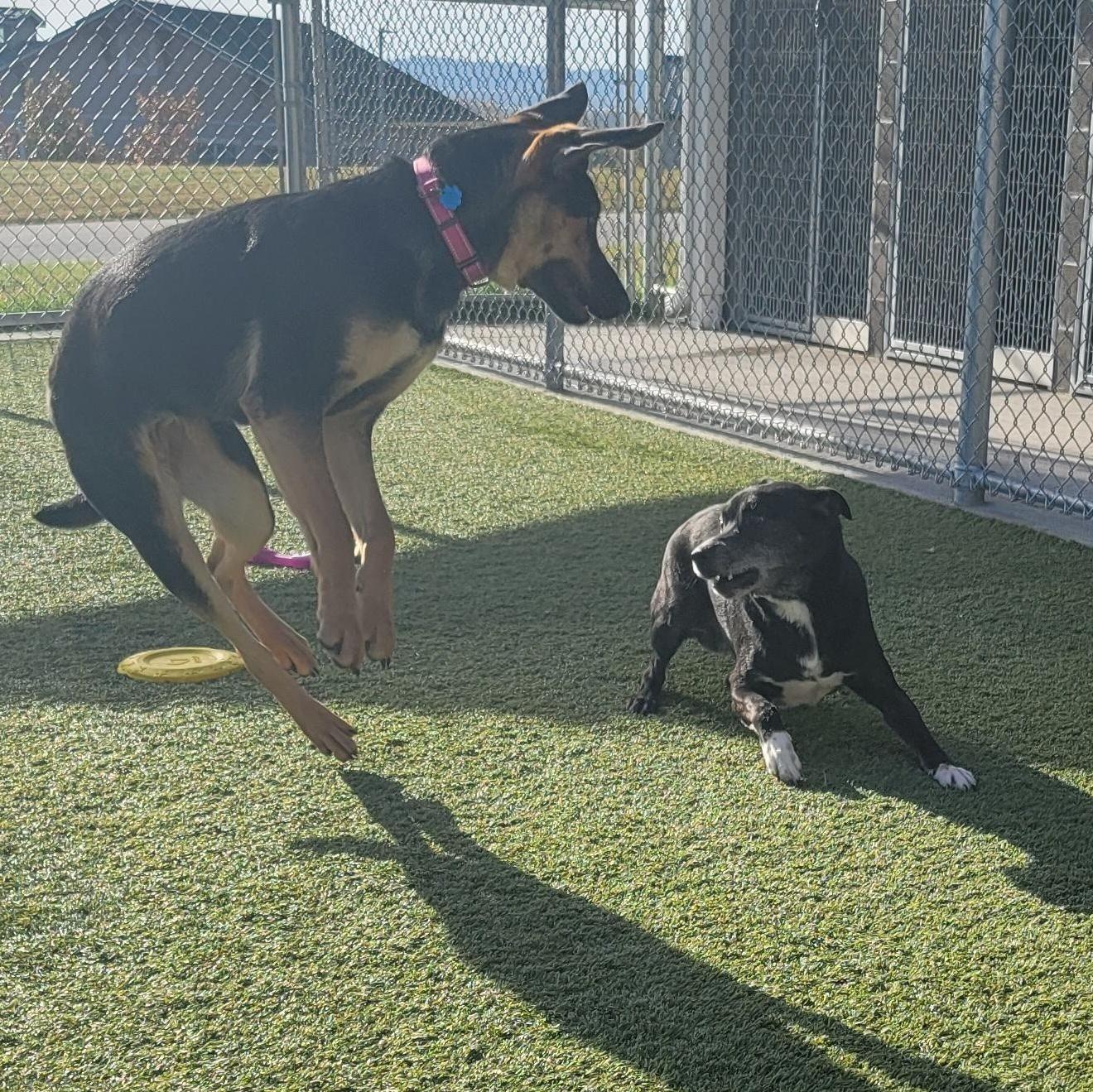 Brian, a Adoptable mixed breed in Liberty, MO image 4/6