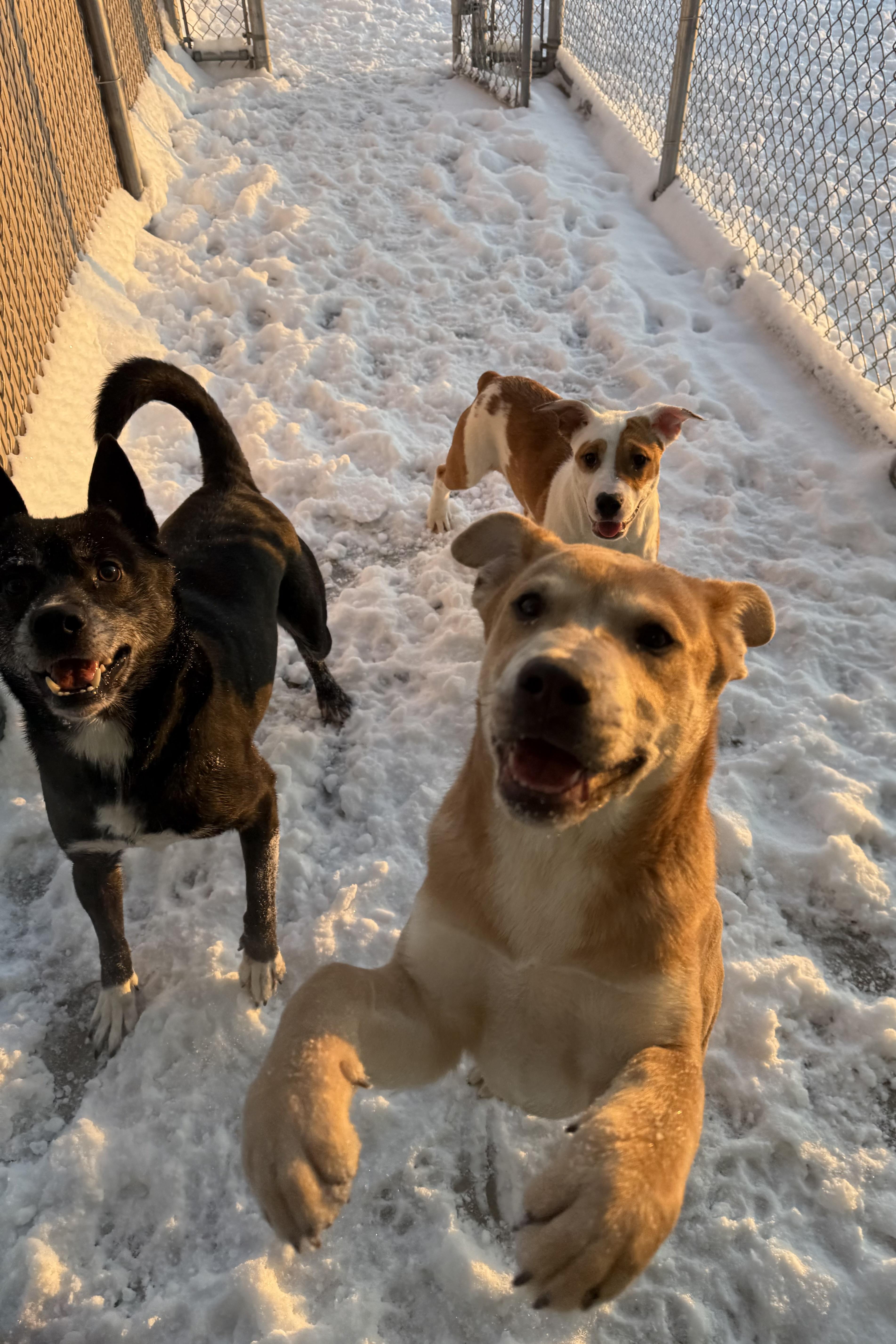 Brian, a Adoptable mixed breed in Liberty, MO image 5/6