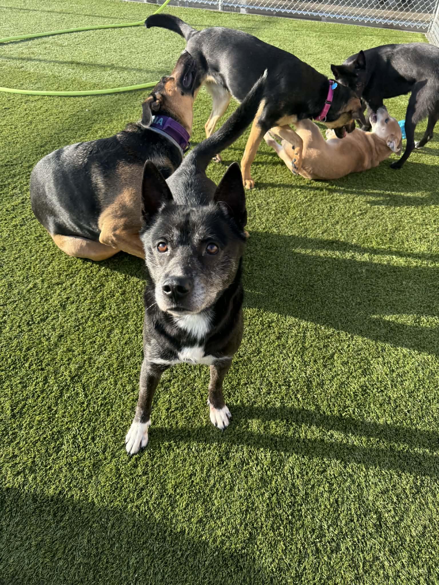 Brian, a Adoptable mixed breed in Liberty, MO image 6/6