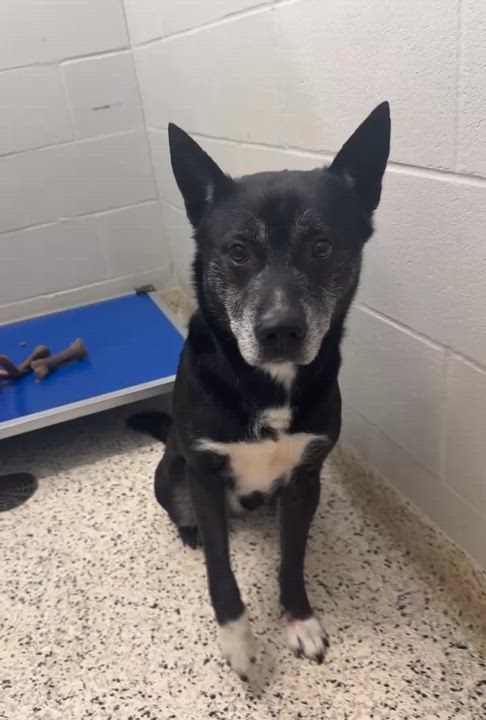 Enlarge Brian, an adopted mixed breed in Liberty, MO video 3/6