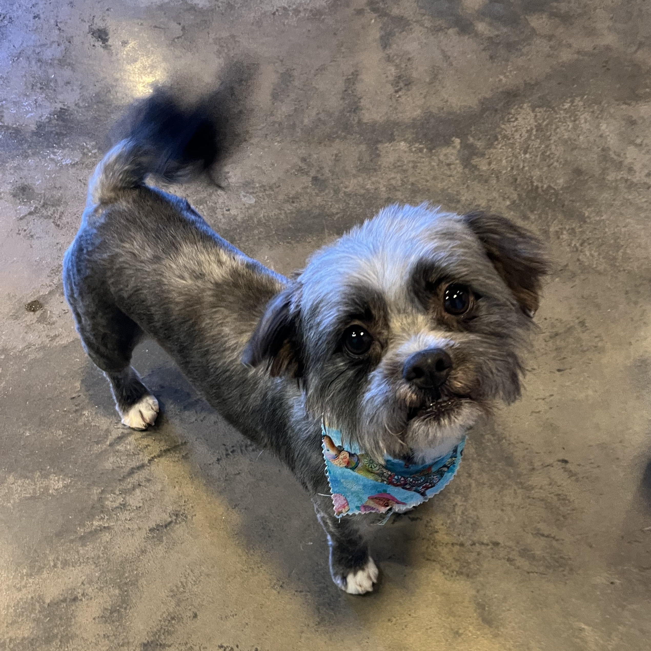 Enlarge CJ, an adopted mixed breed in Salisbury, NC image 2/4