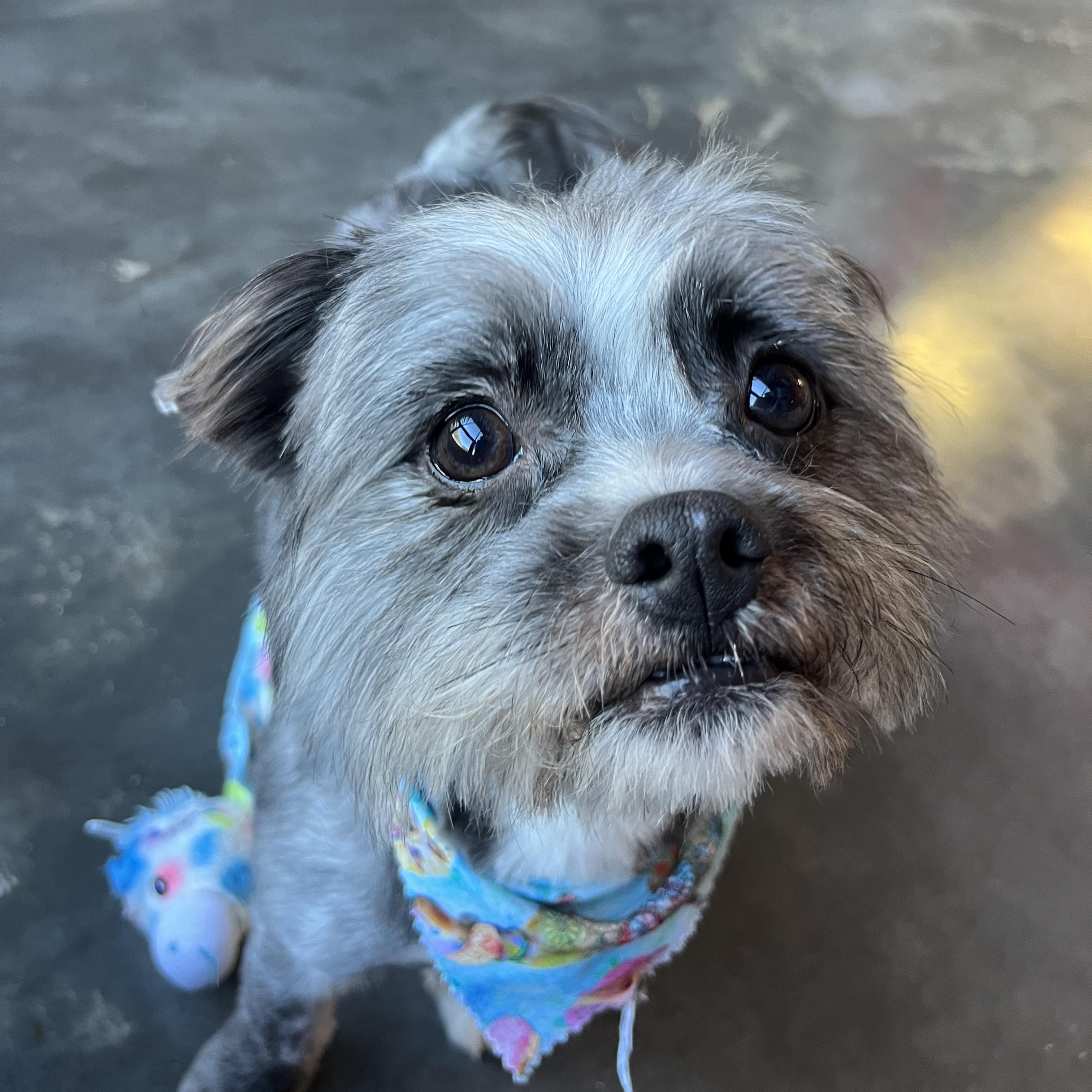 Enlarge CJ, an adopted mixed breed in Salisbury, NC image 4/4