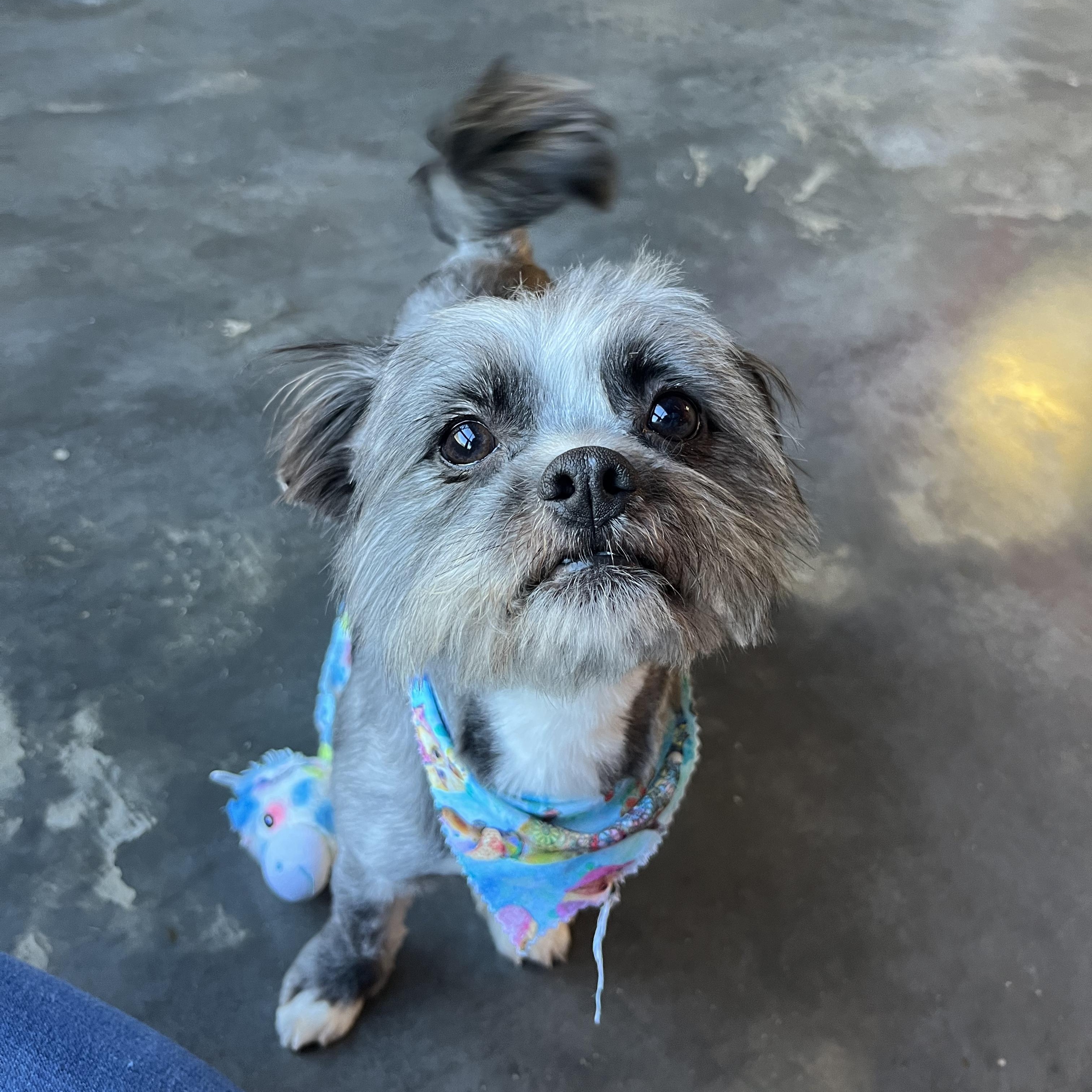CJ, adopted, Young Male Shih Tzu.