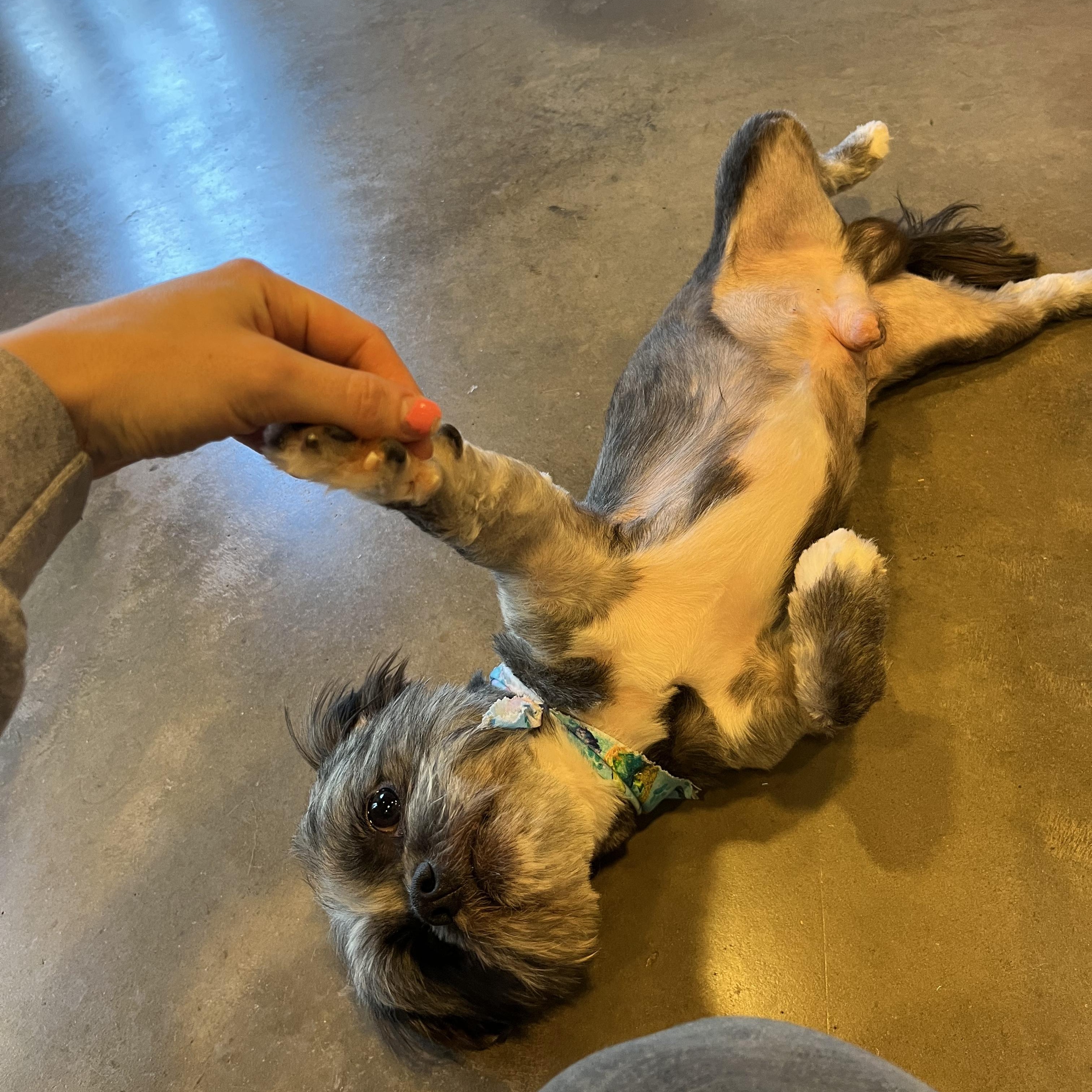 Enlarge CJ, an adopted mixed breed in Salisbury, NC image 3/4