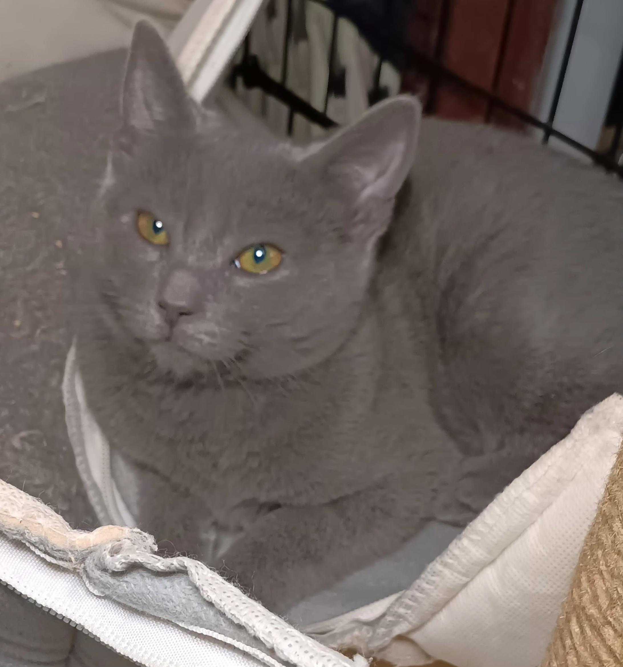 Enlarge Chestnut, a ADOPTABLE Domestic Short Hair in Bethpage, NY image 3/3