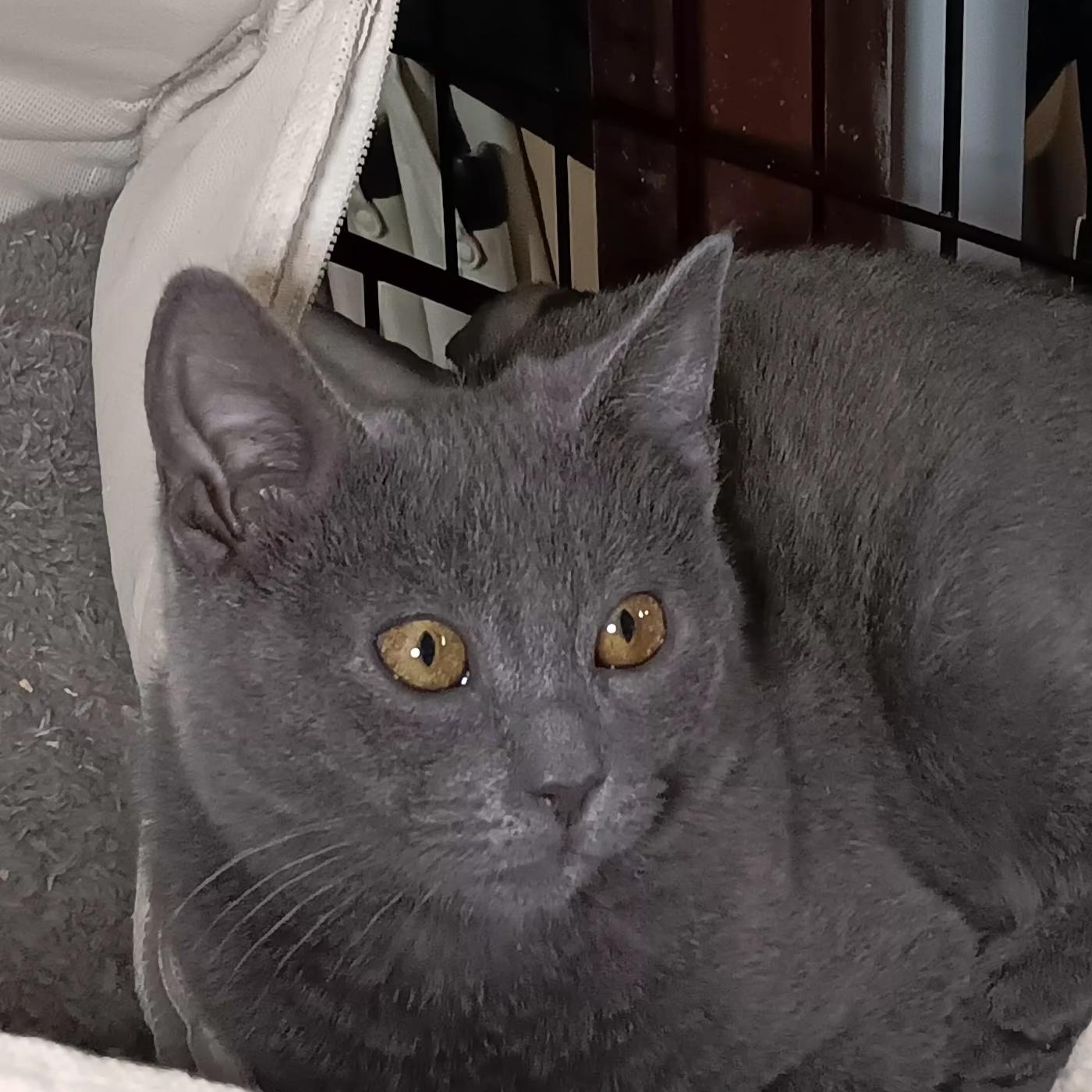 Enlarge Chestnut, a ADOPTABLE Domestic Short Hair in Bethpage, NY image 1/3