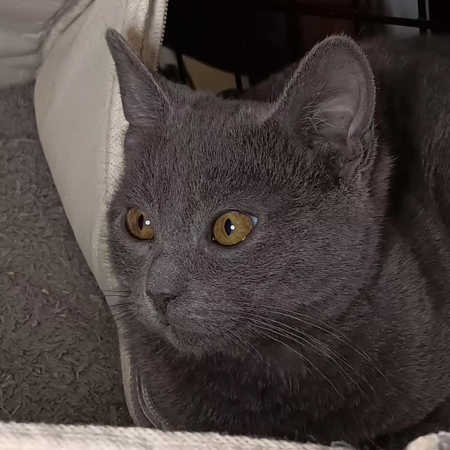 Enlarge Chestnut, a ADOPTABLE Domestic Short Hair in Bethpage, NY image 2/3