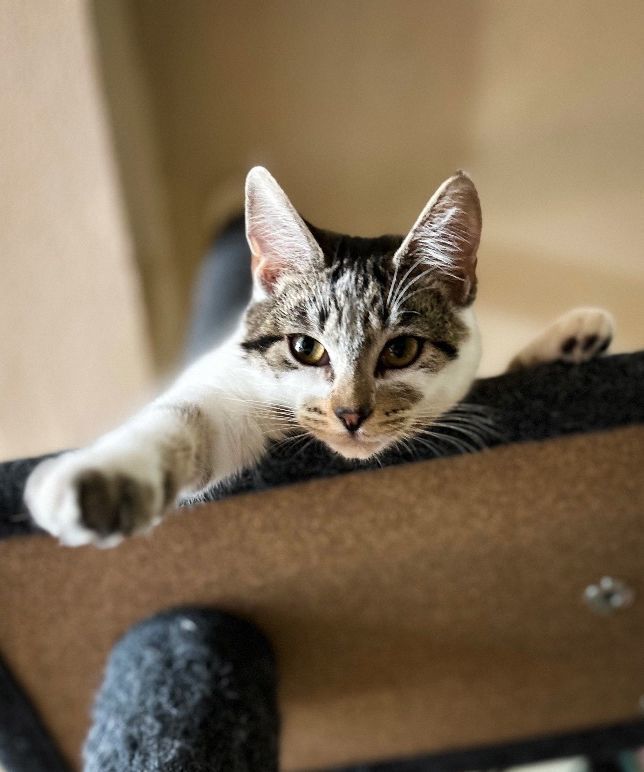 Stella the Diva, Adopted, Kitten Female Domestic Short Hair & Calico.