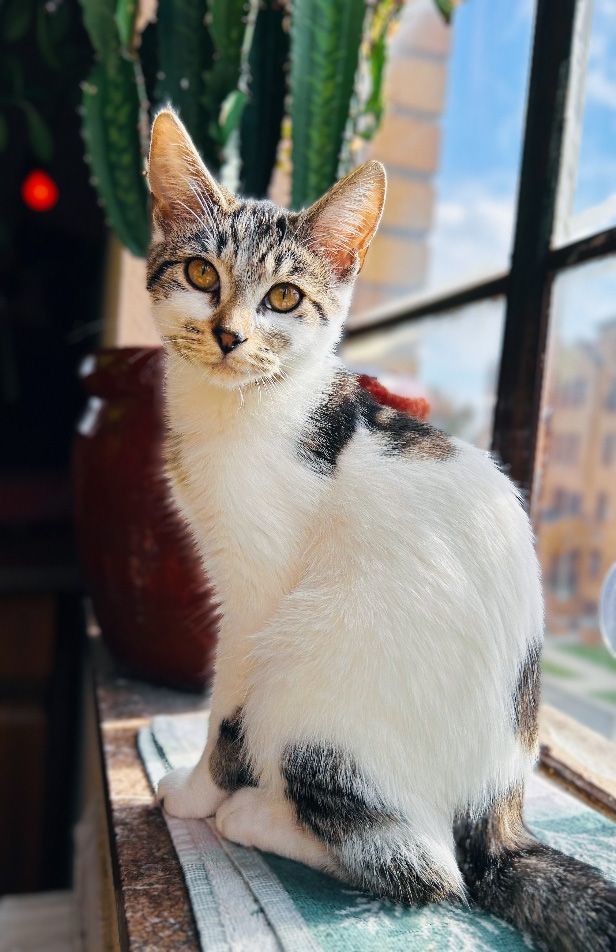 Enlarge Stella the Diva, a Adopted mixed breed in Oak Park, MI image 2/2