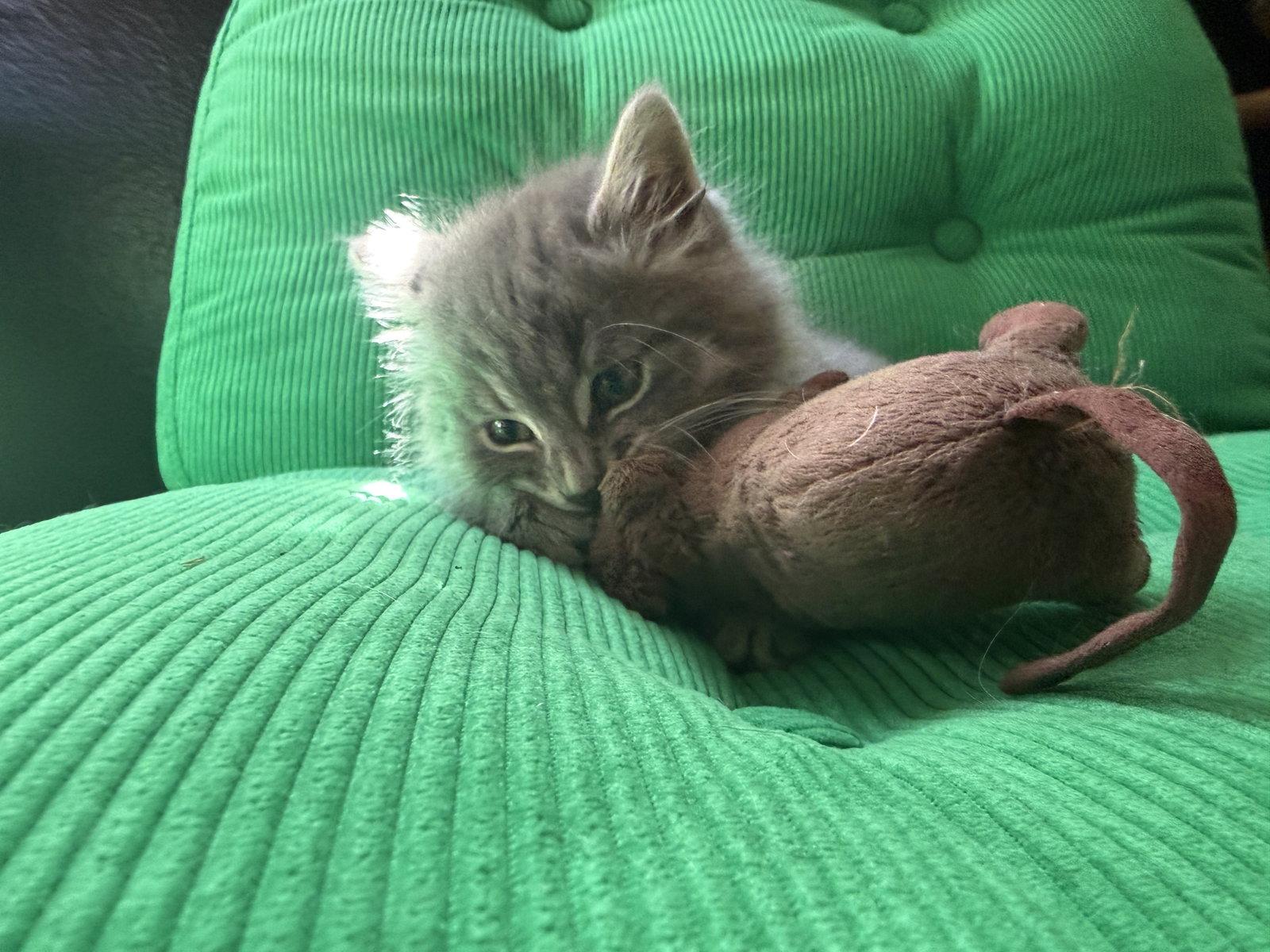 Enlarge Lorenzo (bonded with Marshall), a Adoptable Domestic Medium Hair in Oakland, CA image 1/3