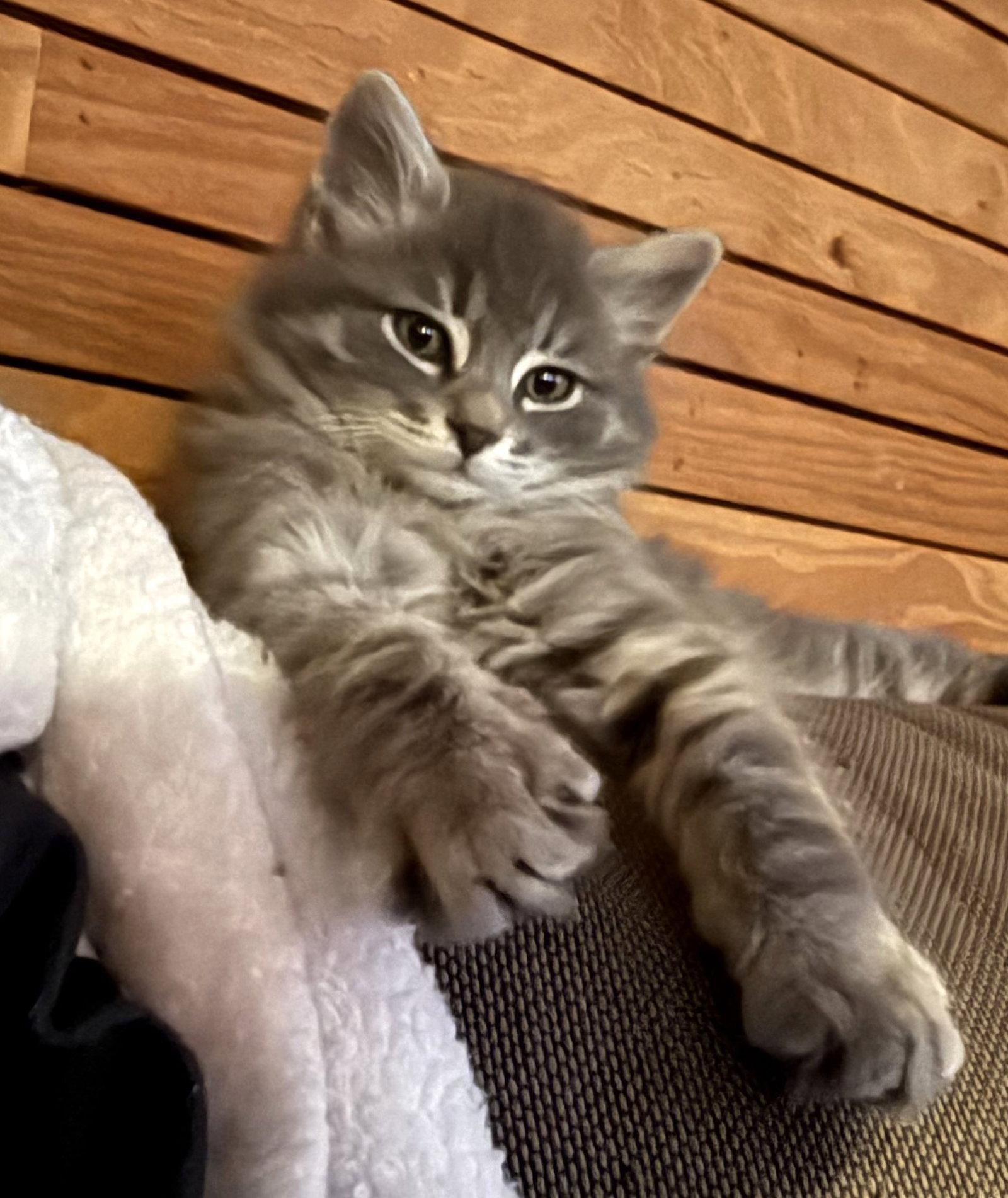 Enlarge Lorenzo (bonded with Marshall), a Adoptable Domestic Medium Hair in Oakland, CA image 2/3