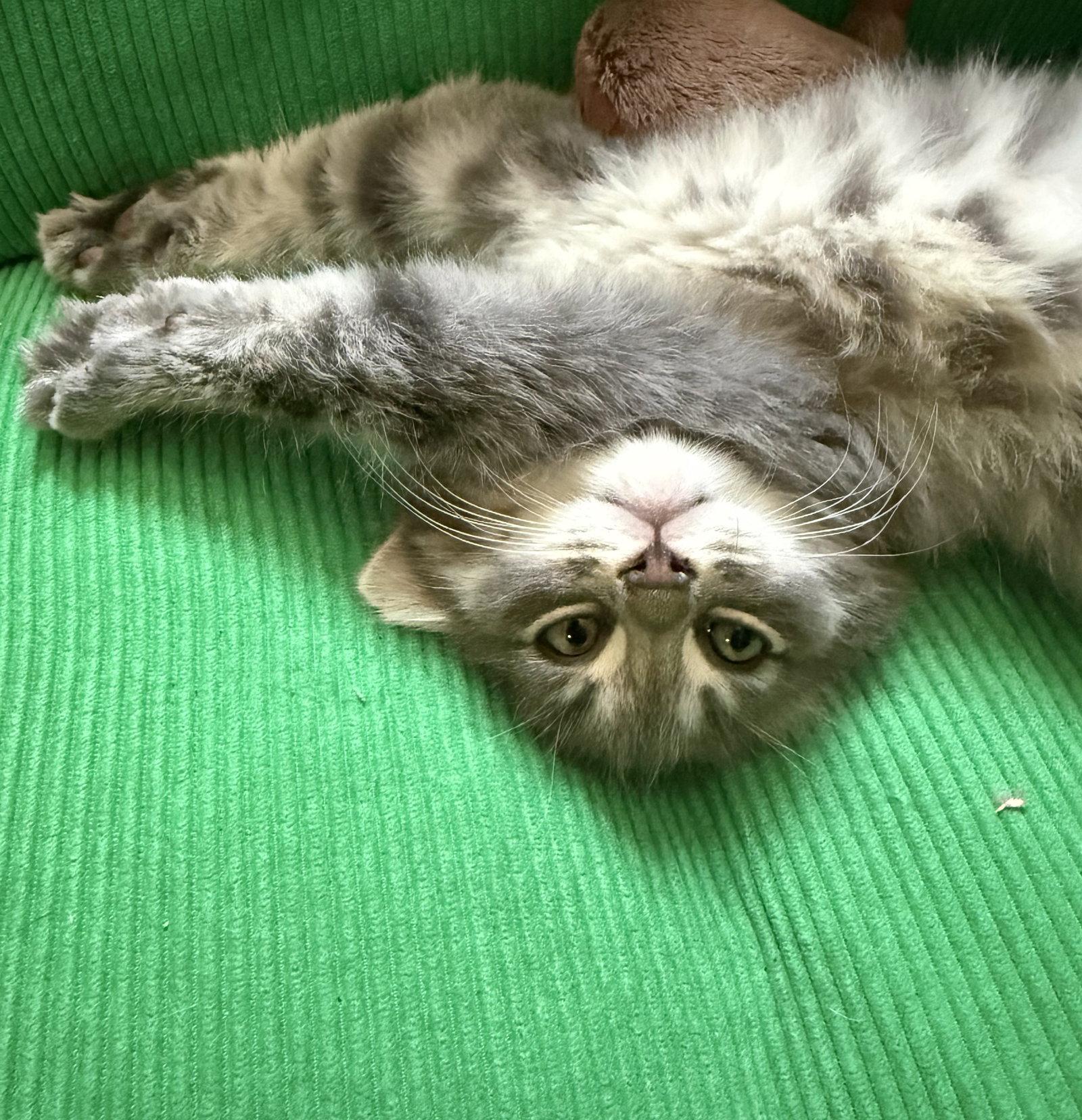 Enlarge Lorenzo (bonded with Marshall), a Adoptable Domestic Medium Hair in Oakland, CA image 3/3