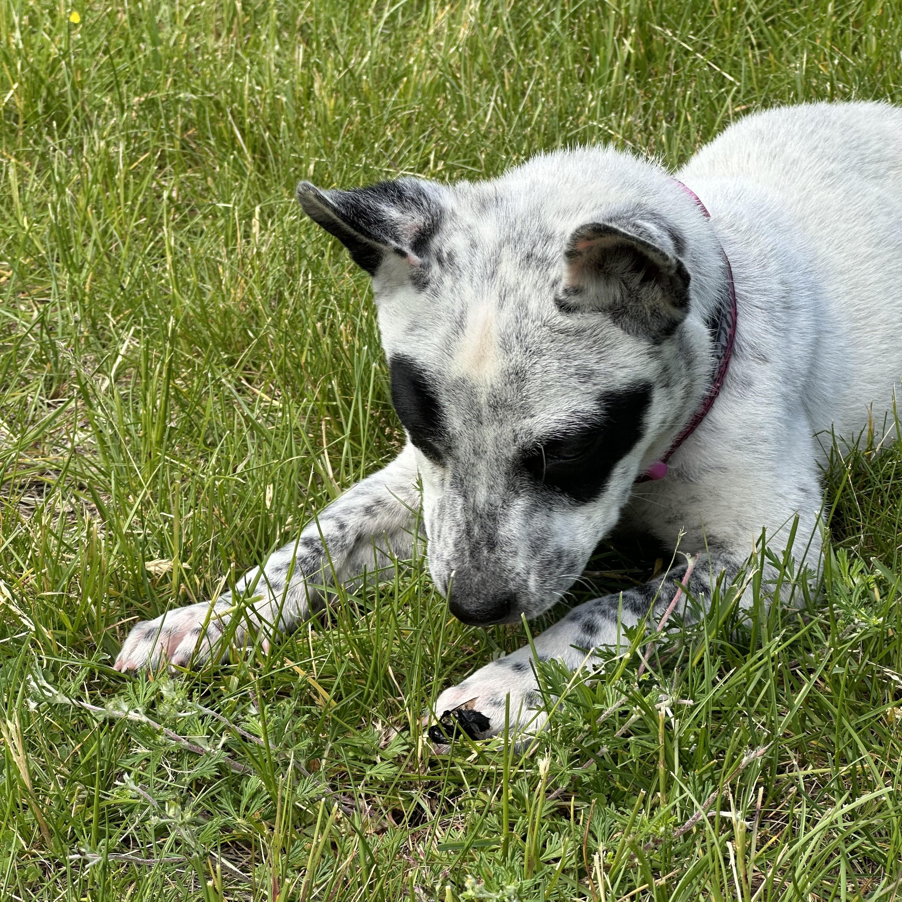 Enlarge Tilly, a ADOPTABLE mixed breed in Lowville, NY image 4/4