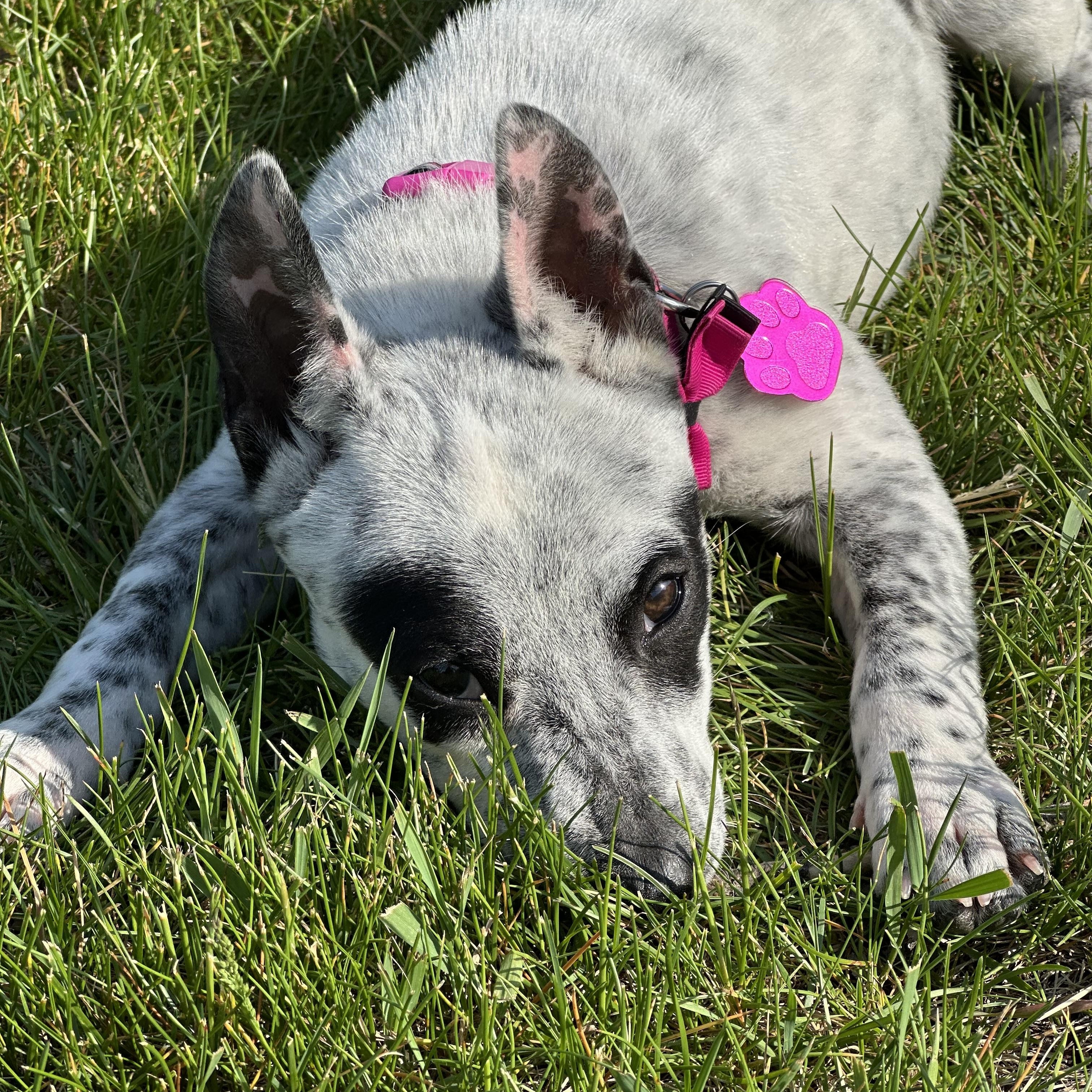 Enlarge Tilly, a ADOPTABLE mixed breed in Lowville, NY image 3/4