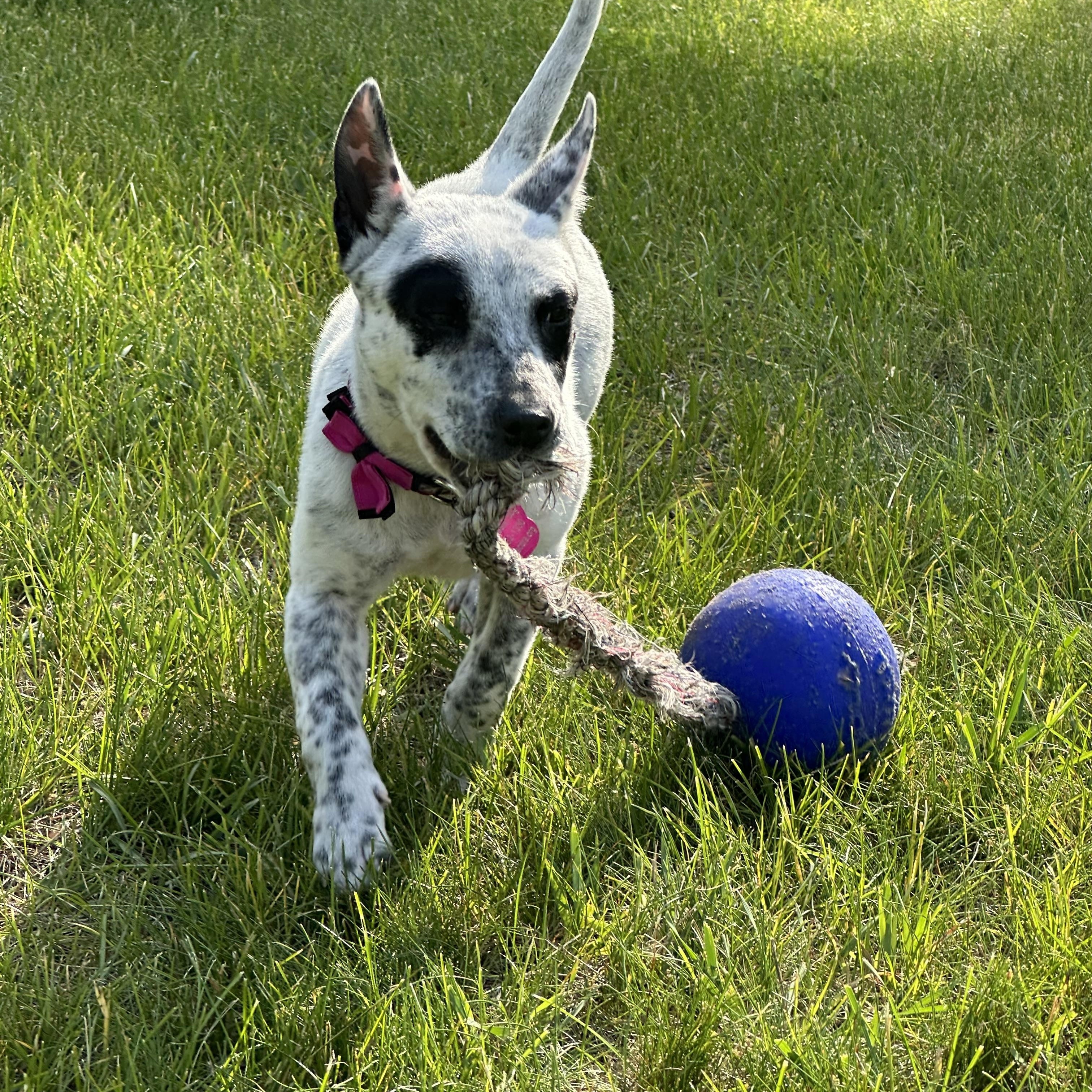 Enlarge Tilly, a ADOPTABLE mixed breed in Lowville, NY image 1/4