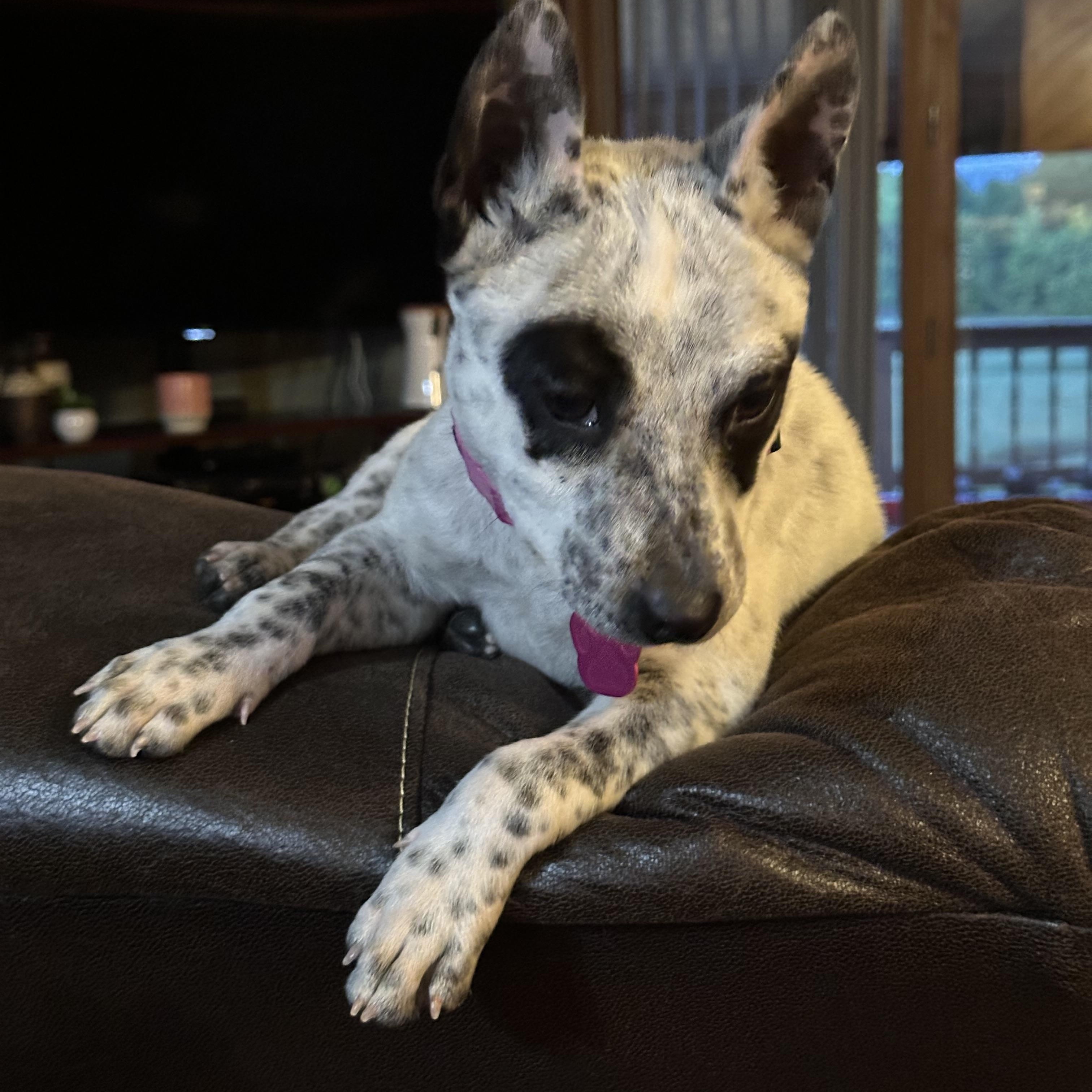 Enlarge Tilly, a ADOPTABLE mixed breed in Lowville, NY image 2/4