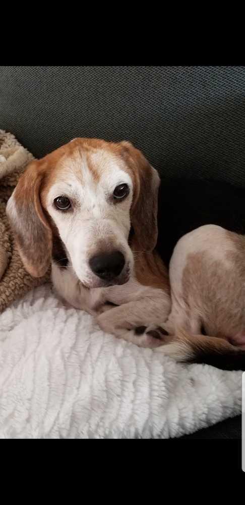 Enlarge Dexter, a Adopted Beagle in Shawnee Mission, KS image 2/2