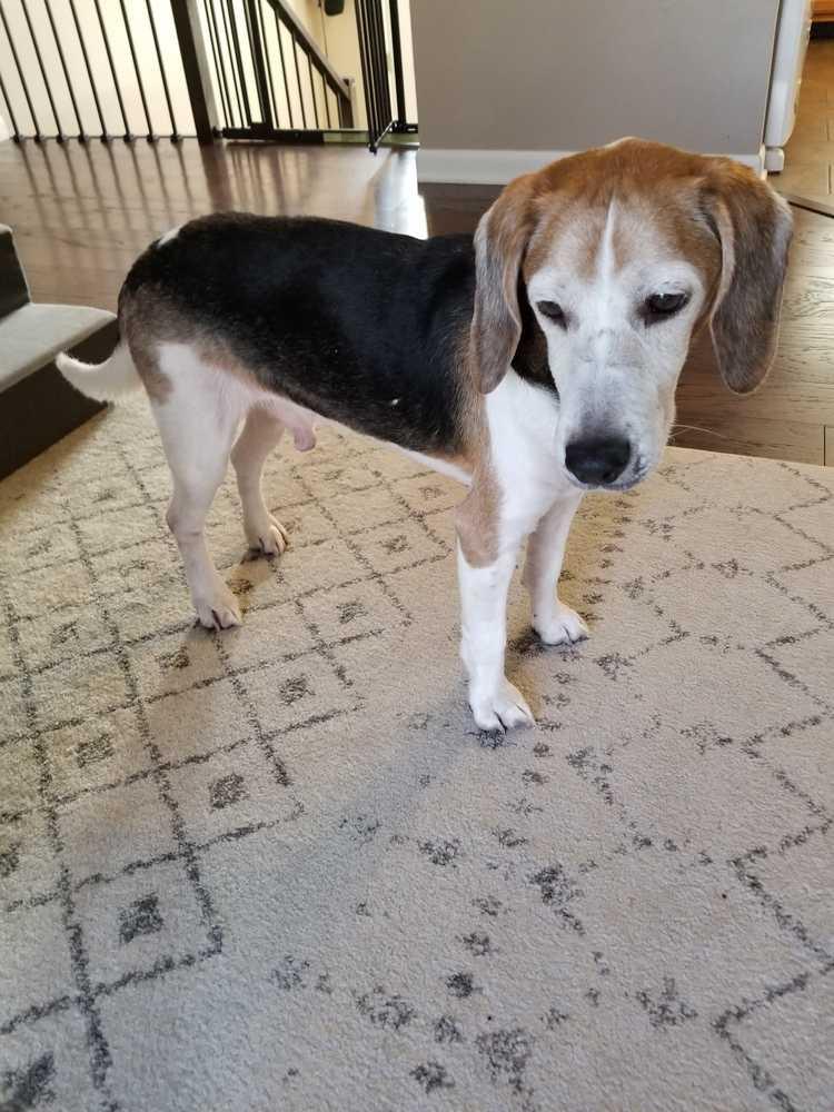 Enlarge Dexter, a Adopted Beagle in Shawnee Mission, KS image 4/4