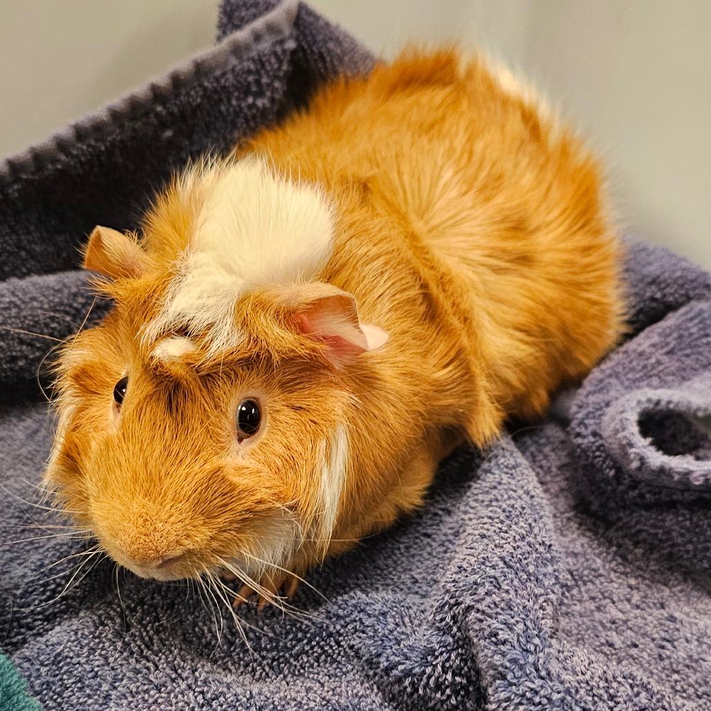 Donkey, Adoptable, Young Male Guinea Pig.