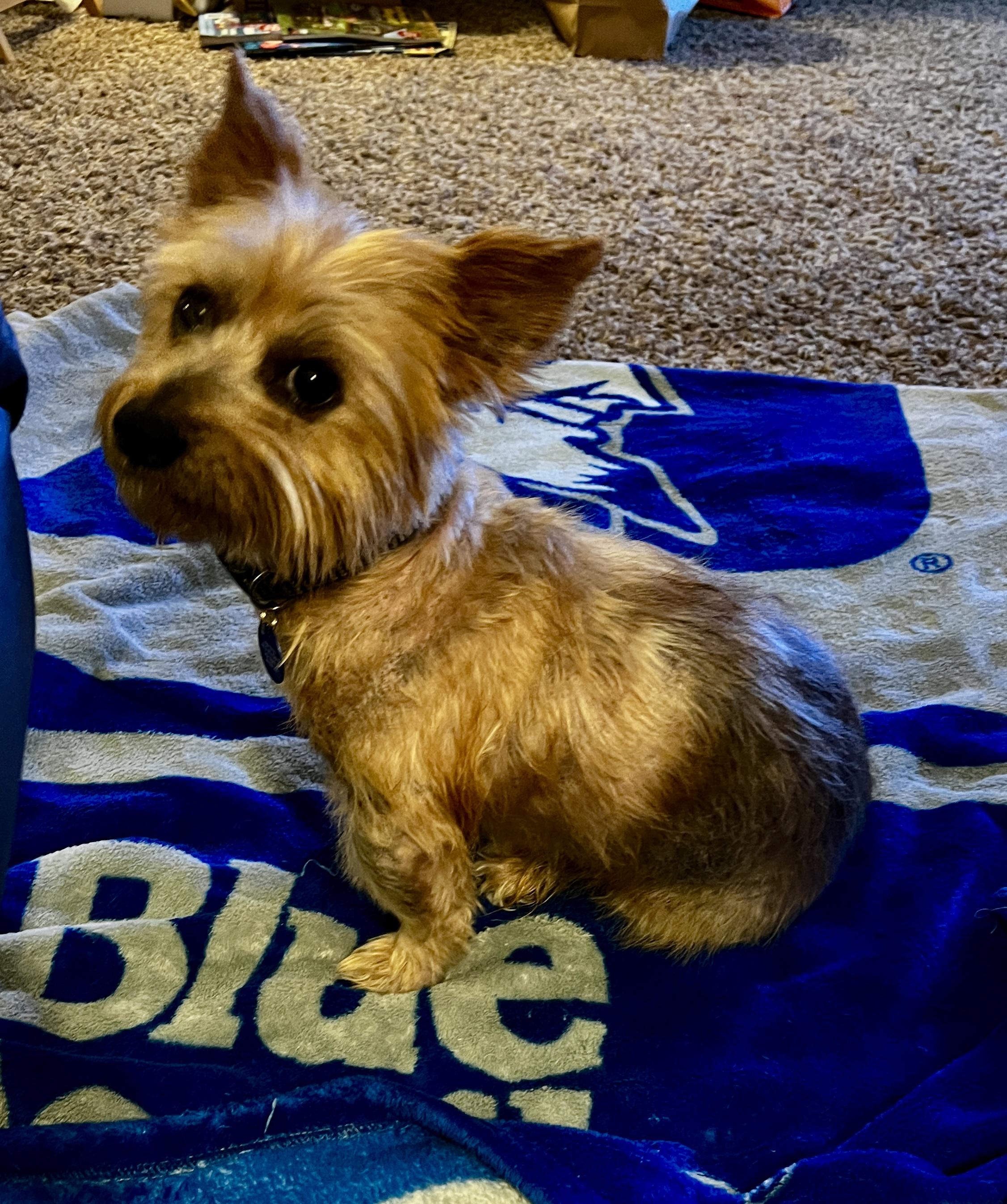 Shaggy, Adoptable, Adult Male Terrier & Mixed Breed.