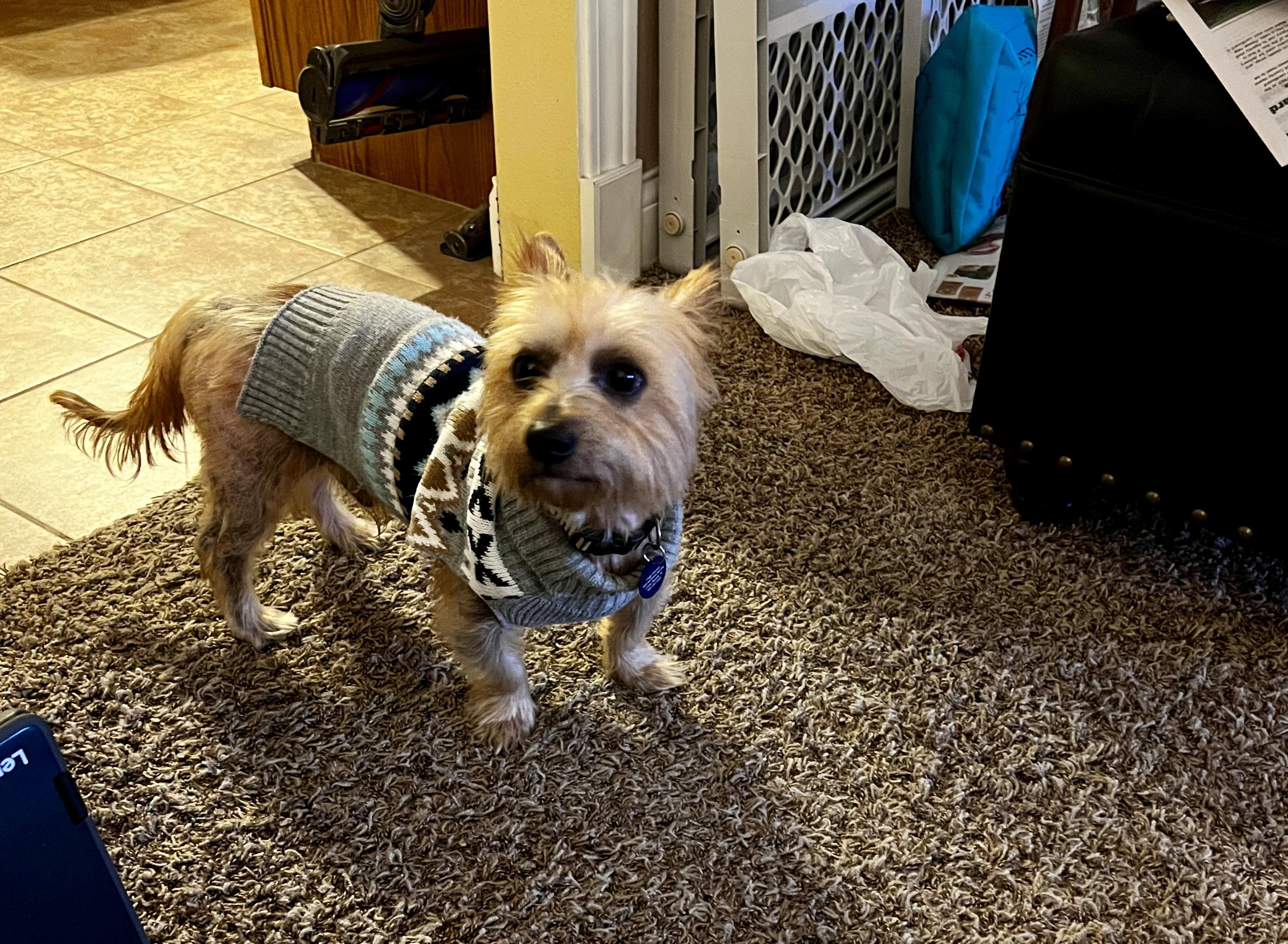 Shaggy, a Adoptable mixed breed in Cedar Rapids, IA image 2/5