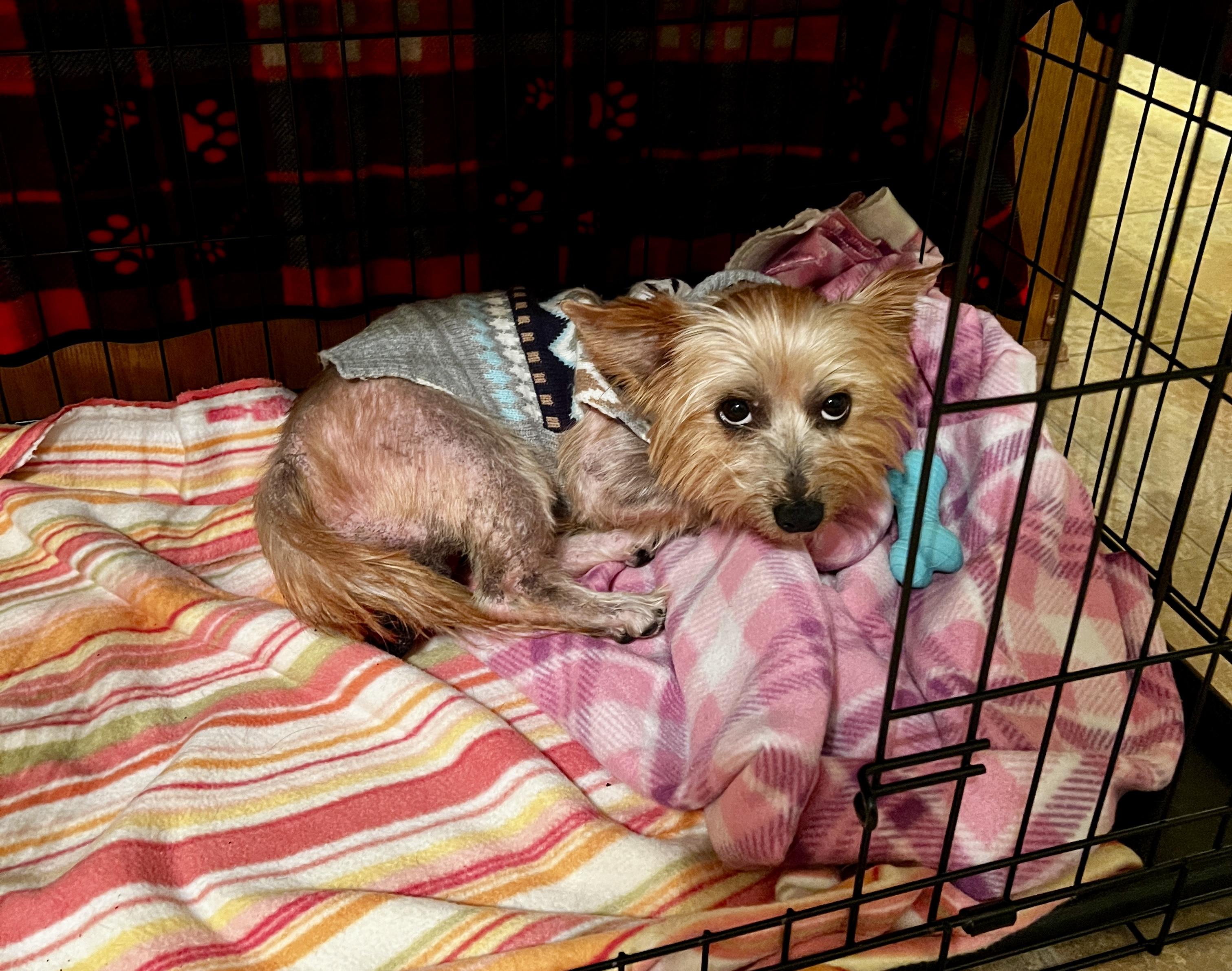 Shaggy, a Adoptable mixed breed in Cedar Rapids, IA image 3/5