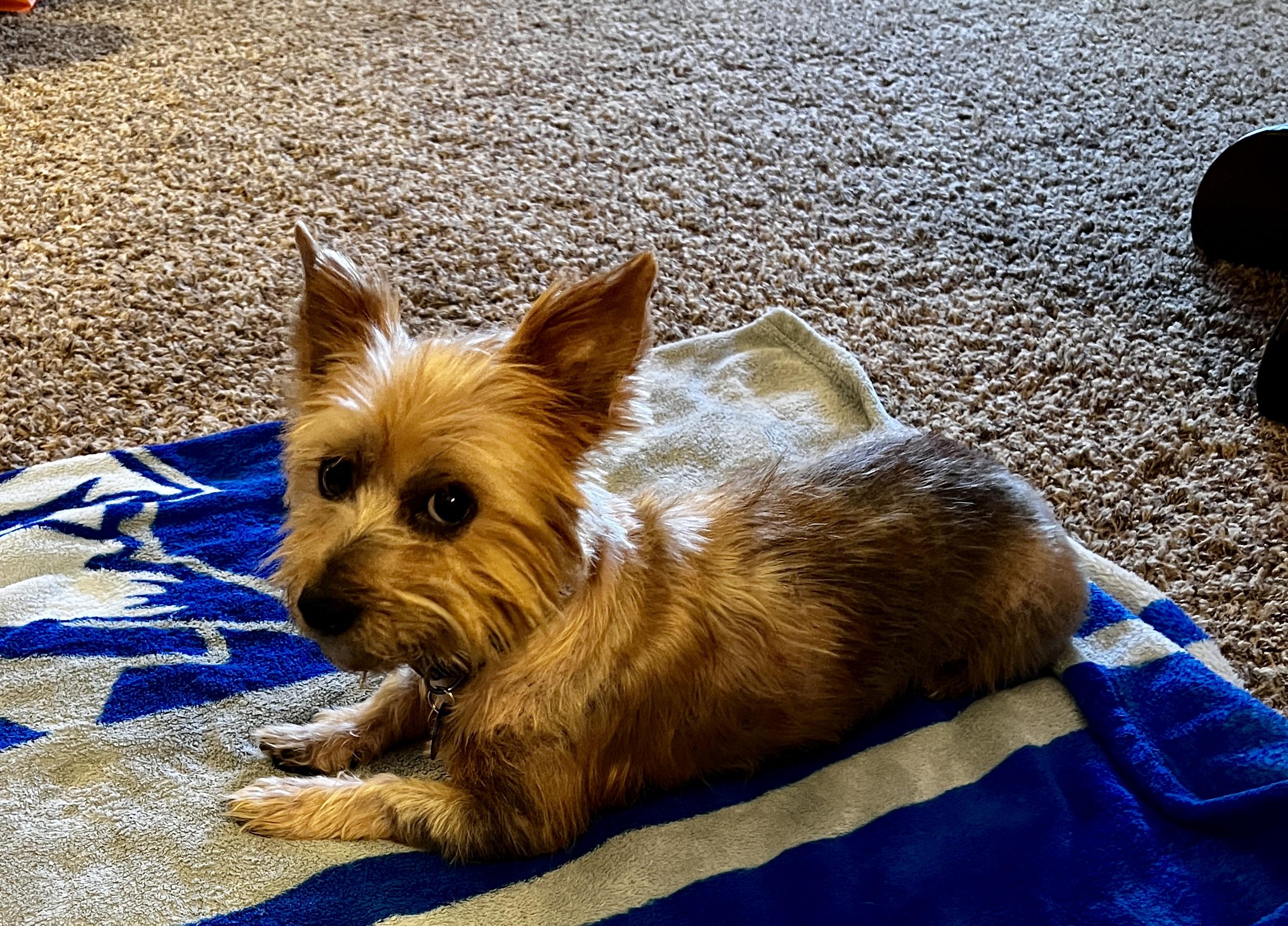 Shaggy, a Adoptable mixed breed in Cedar Rapids, IA image 4/5