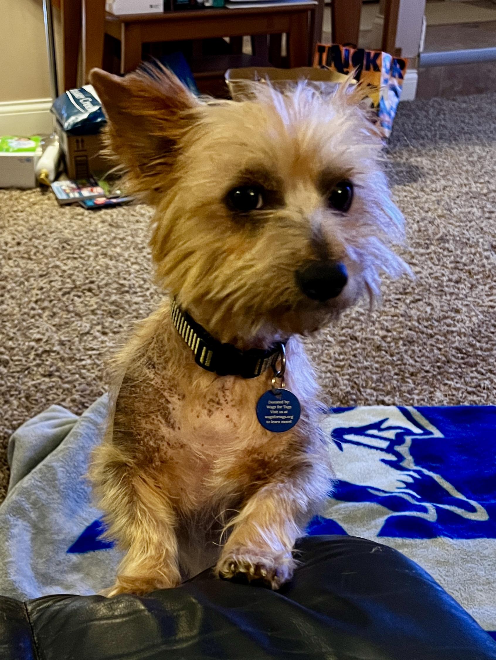 Shaggy, a Adoptable mixed breed in Cedar Rapids, IA image 5/5