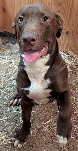 Winston *Help! I need a foster home by Oct 1!*, Adoptable, Adult Male Labrador Retriever.