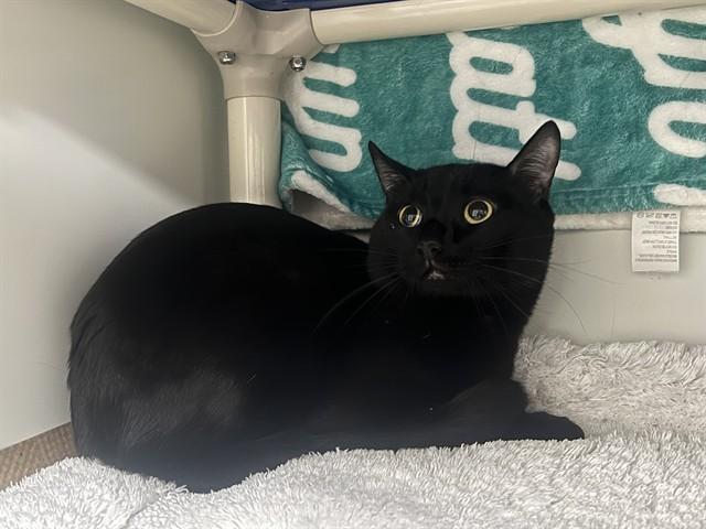 Enlarge RYU, a Adoptable Domestic Short Hair in Boston, MA image 1/1