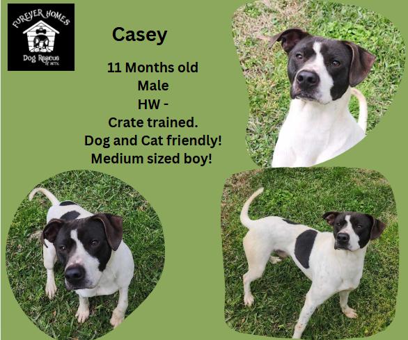 Casey, Adoptable, Young Male English Pointer.