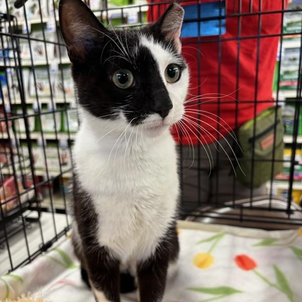 Enlarge Lottie, a ADOPTABLE Domestic Short Hair in Stanhope, NJ image 1/5