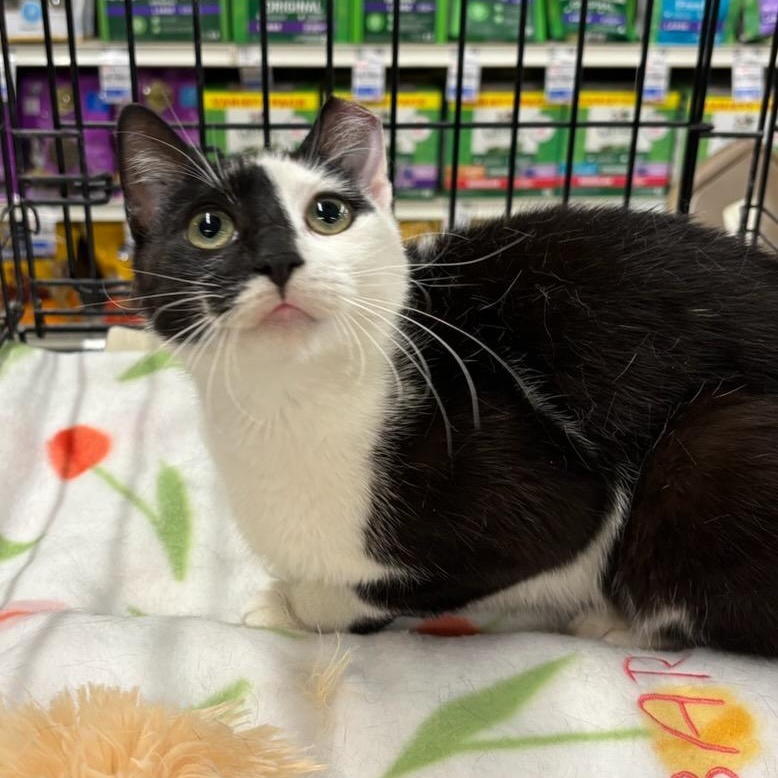 Enlarge Lottie, a ADOPTABLE Domestic Short Hair in Stanhope, NJ image 5/5