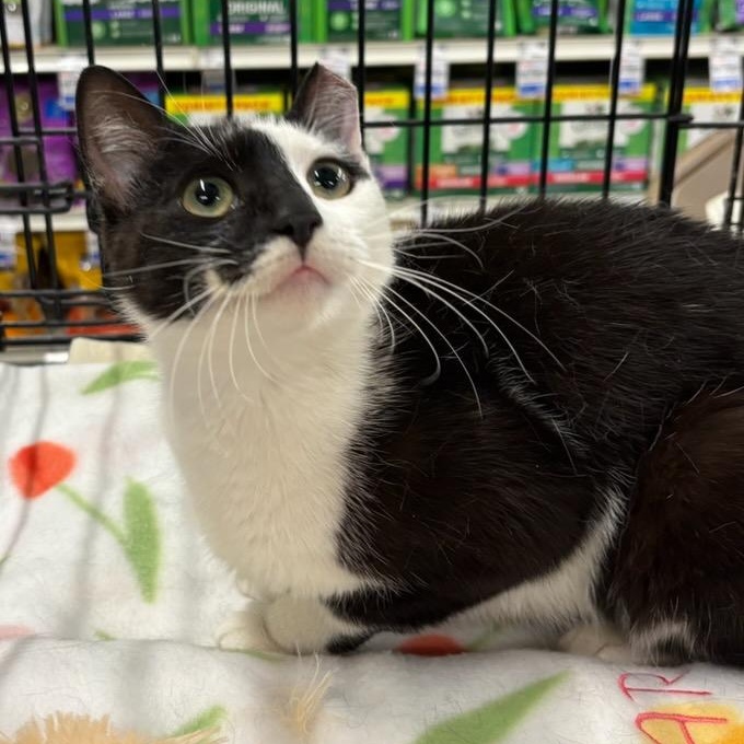 Enlarge Lottie, a ADOPTABLE Domestic Short Hair in Stanhope, NJ image 3/5