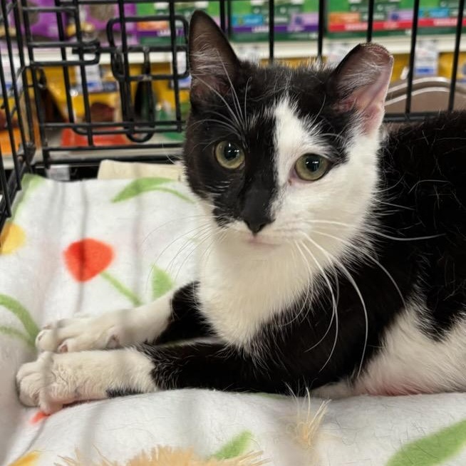 Enlarge Lottie, a ADOPTABLE Domestic Short Hair in Stanhope, NJ image 2/5