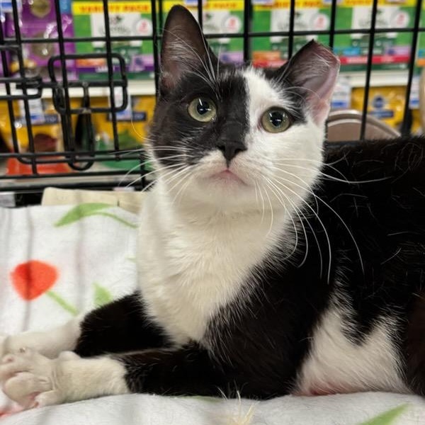 Enlarge Lottie, a ADOPTABLE Domestic Short Hair in Stanhope, NJ image 4/5