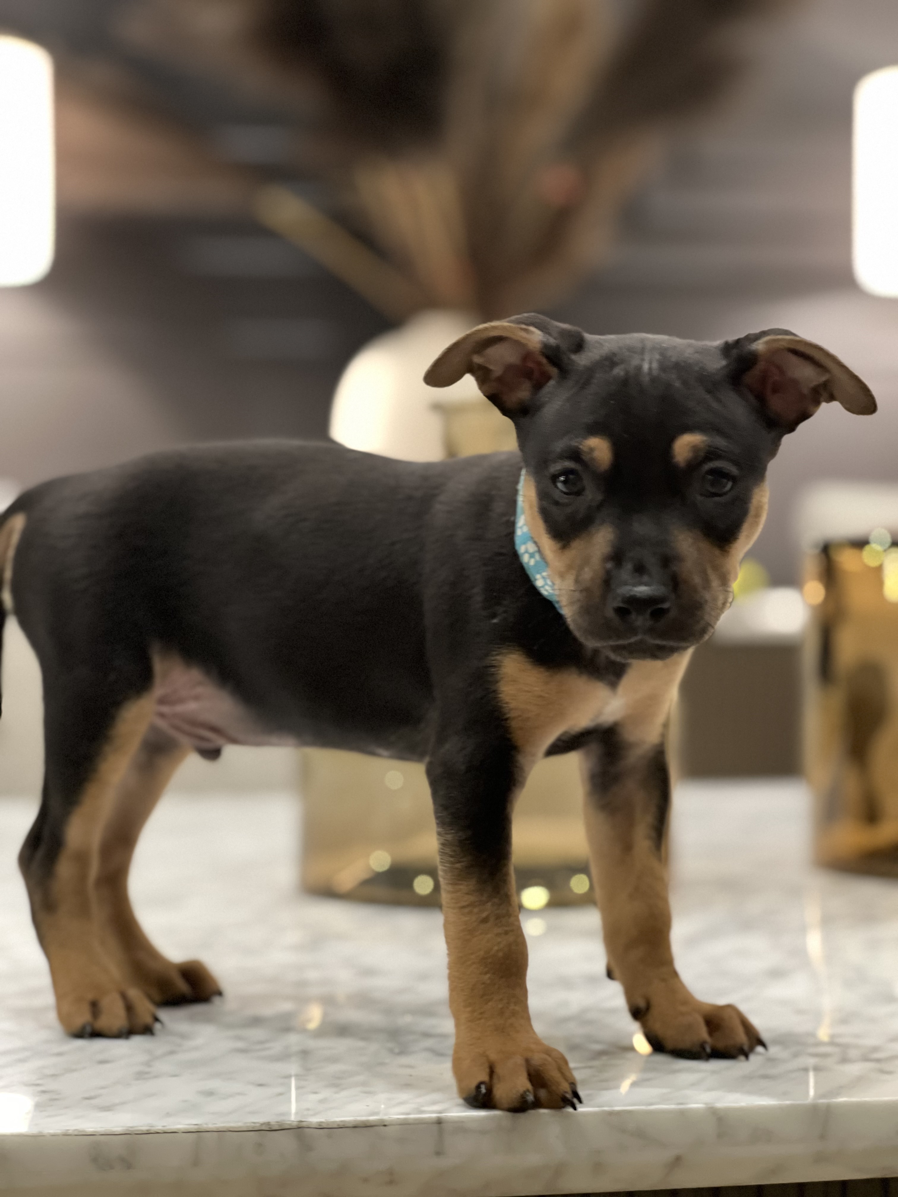 Dog for adoption Teddy (Kennedy litter), a German Pinscher