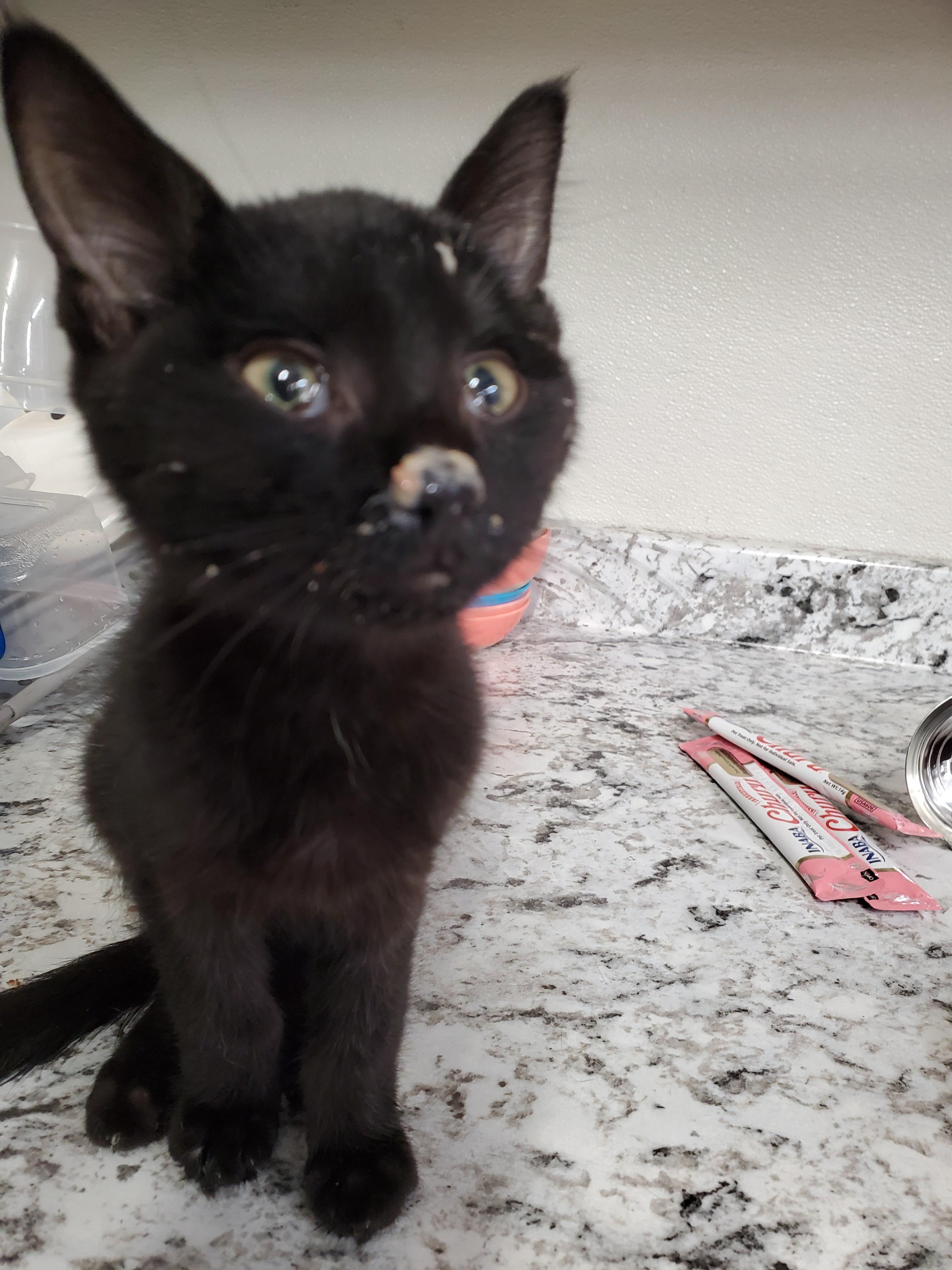 Enlarge Marcy Too, a Adoptable mixed breed in Brighton, MI image 3/6