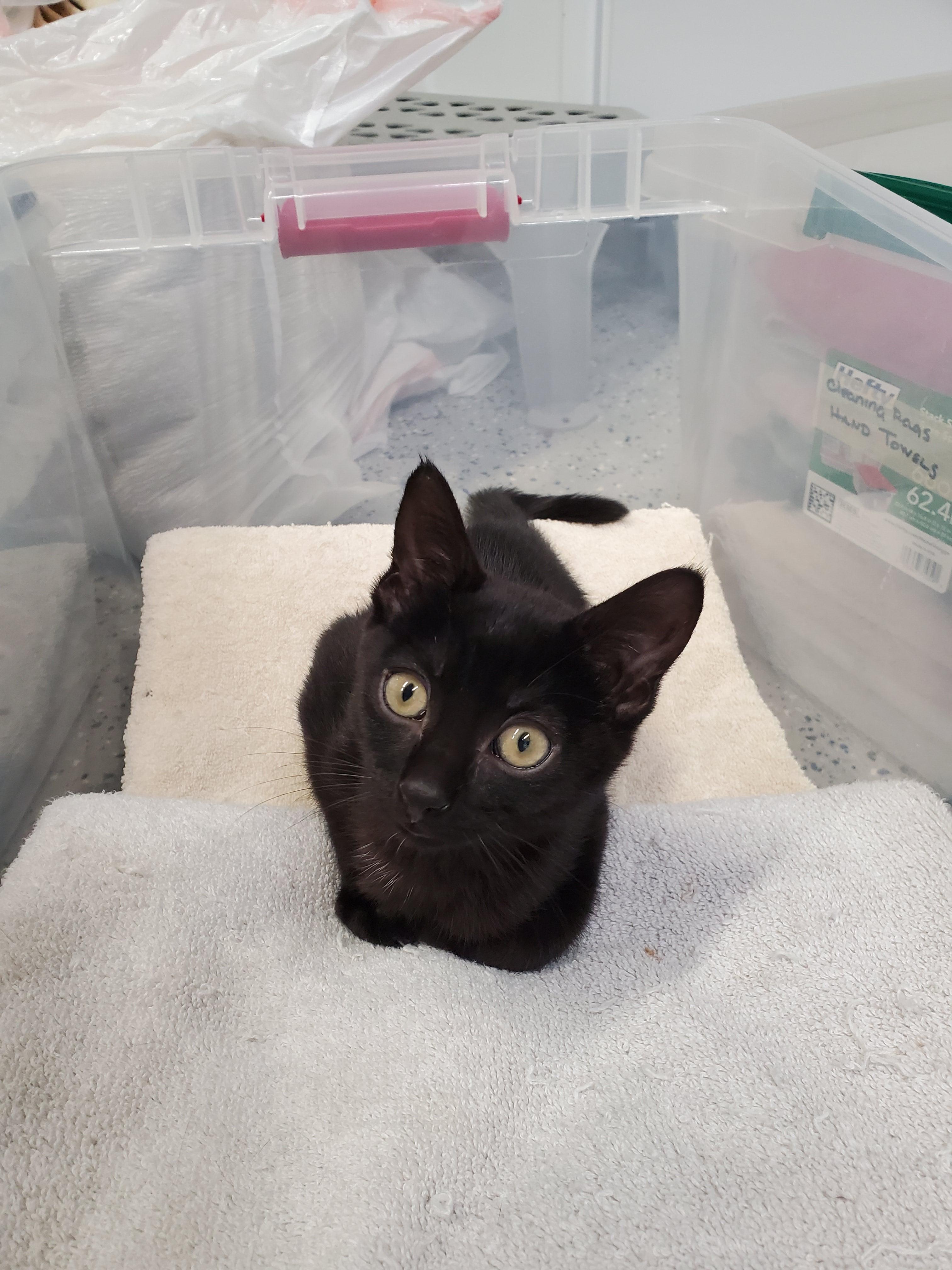 Enlarge Marcy Too, a Adoptable mixed breed in Brighton, MI image 4/6