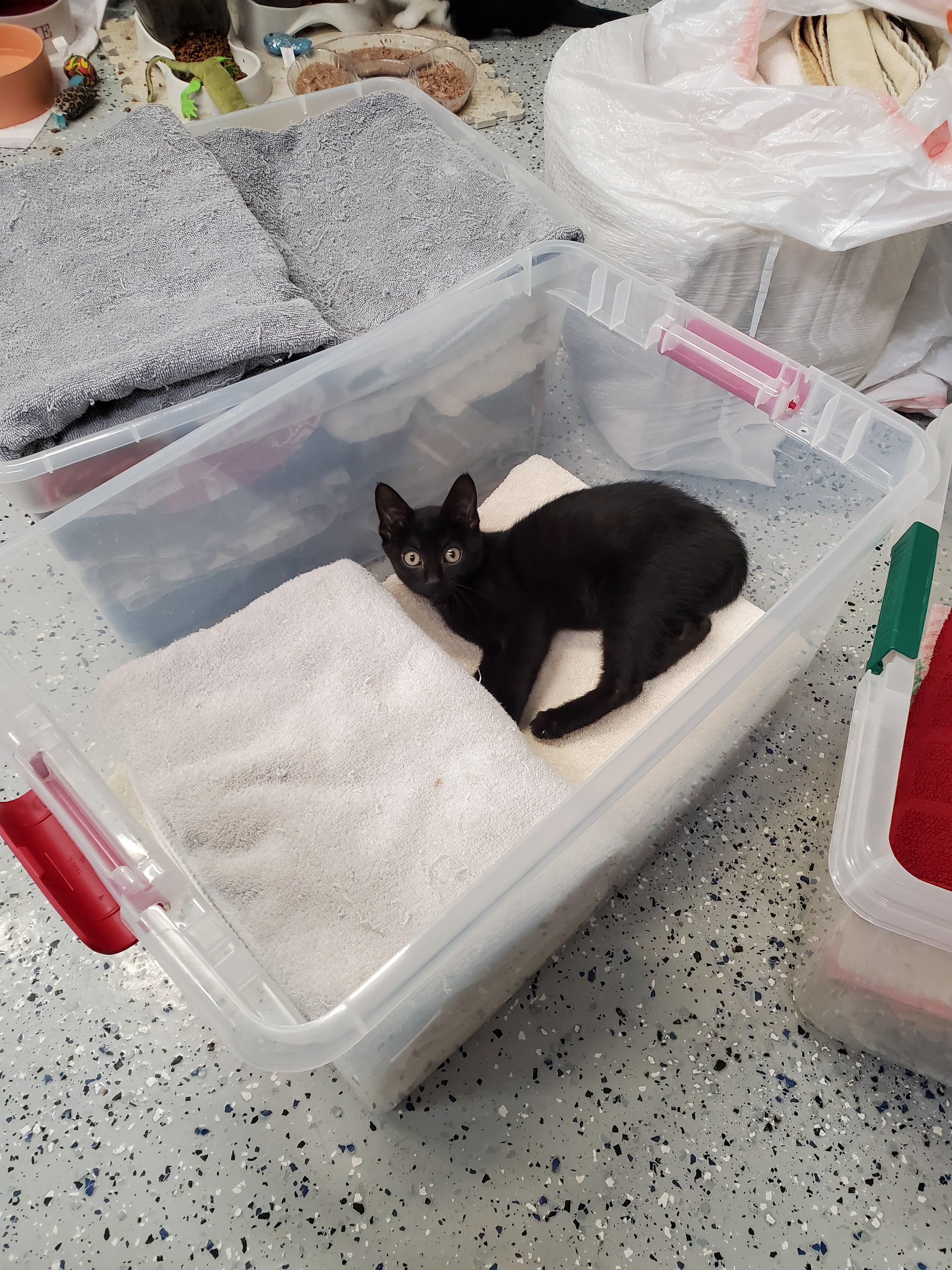 Enlarge Marcy Too, a Adoptable mixed breed in Brighton, MI image 5/6