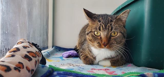 Harris, ADOPTABLE, Adult Male Domestic Short Hair.